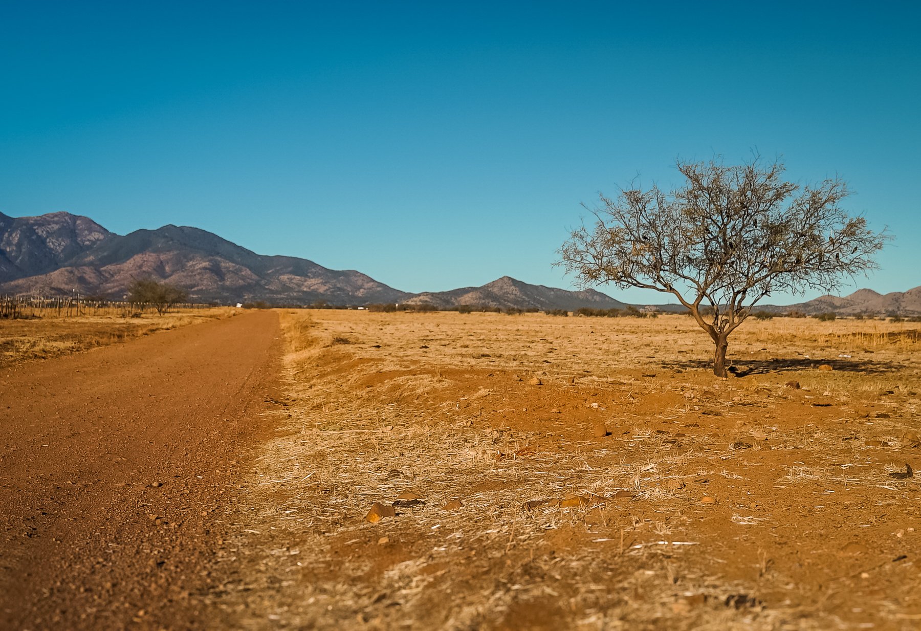 Southern Arizona 2023 - MSZD-8.jpg