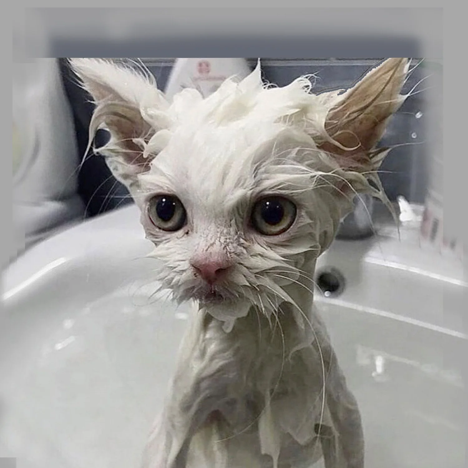 Bath Time, oil painting 5 x 5 in. 