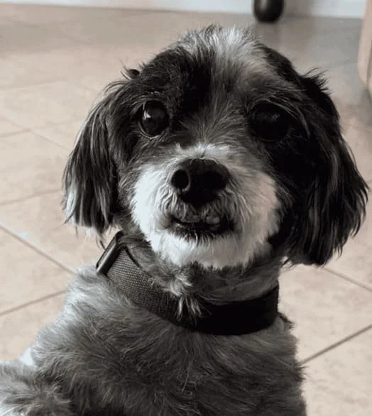 Tussock Therapy Dog.jpg