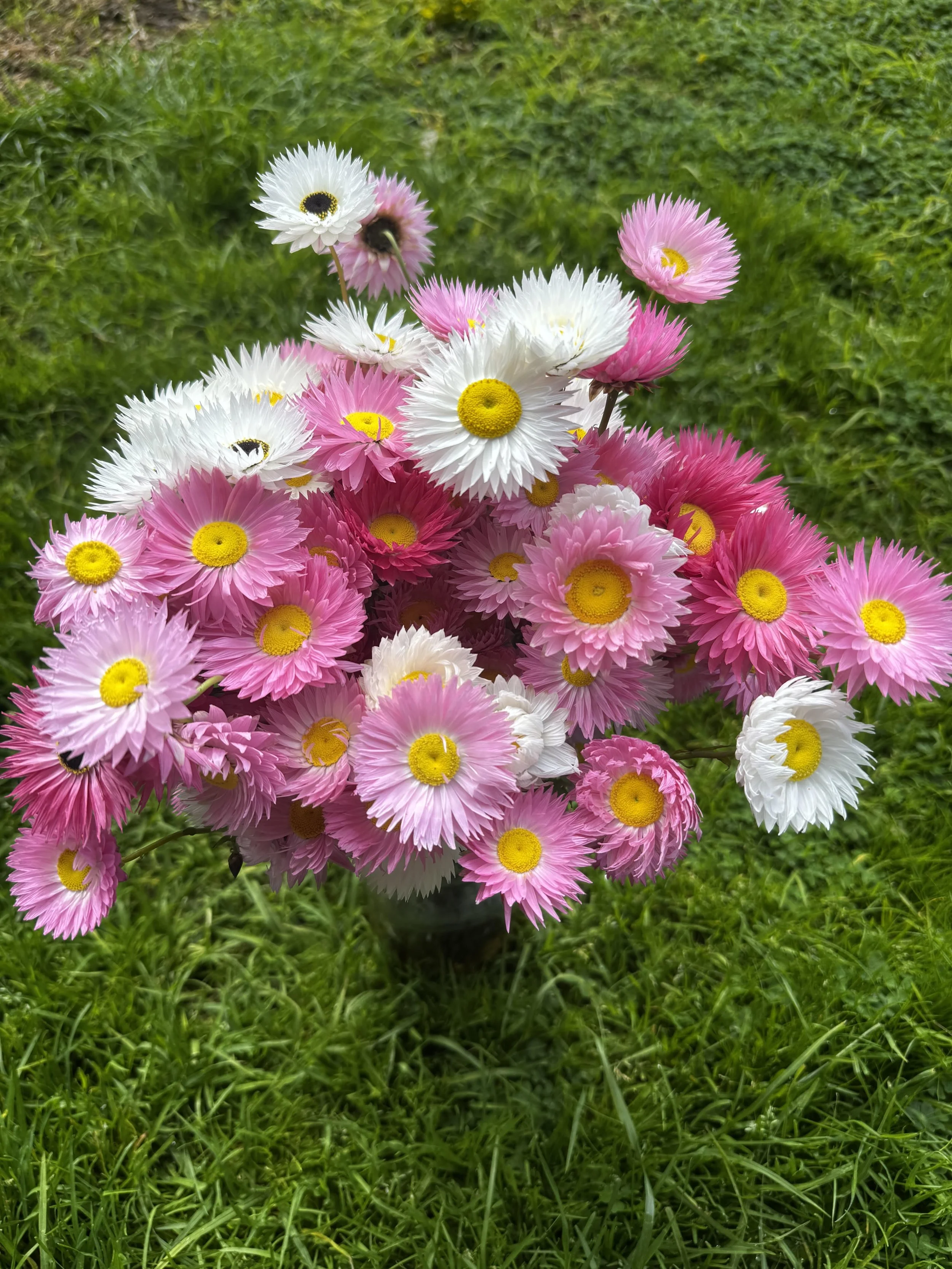 Everlasting daisies bunch