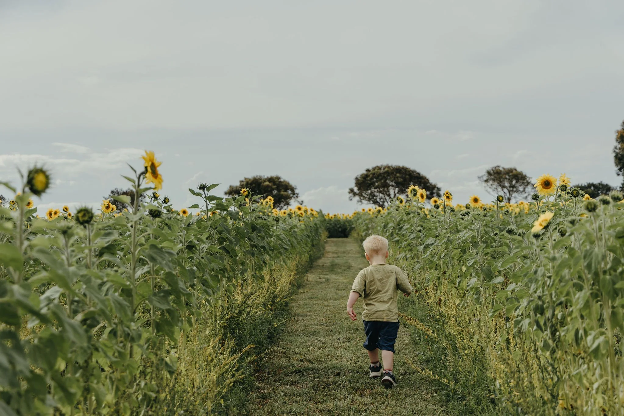 Child pass - Surf Coast Sunflowers 2026 Season