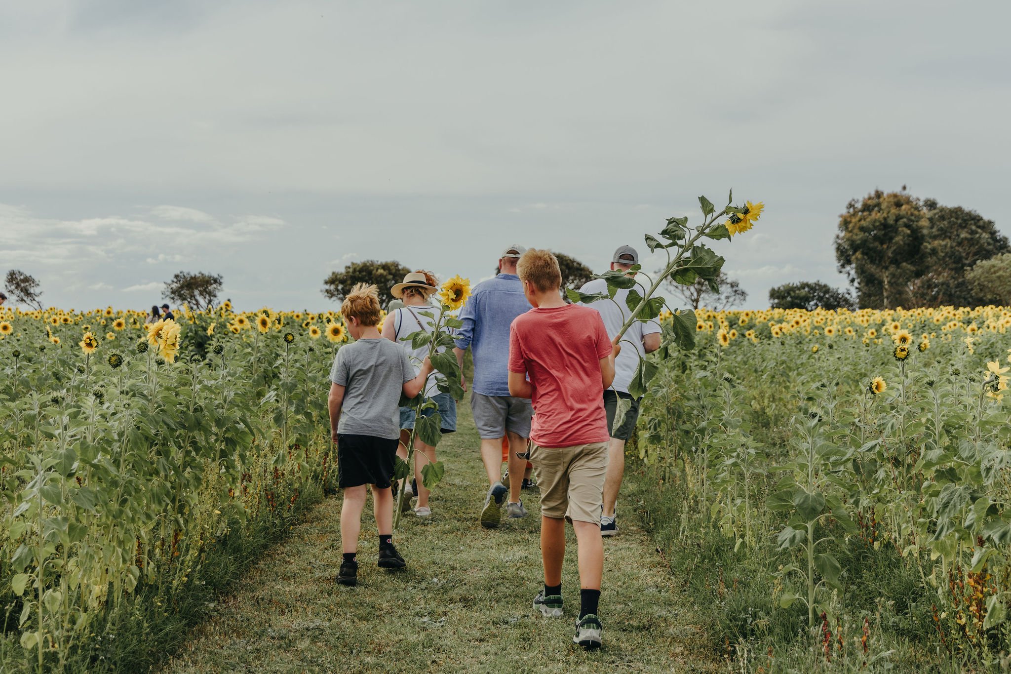 Family Pass - Surf Coast Sunflowers 2026 Season