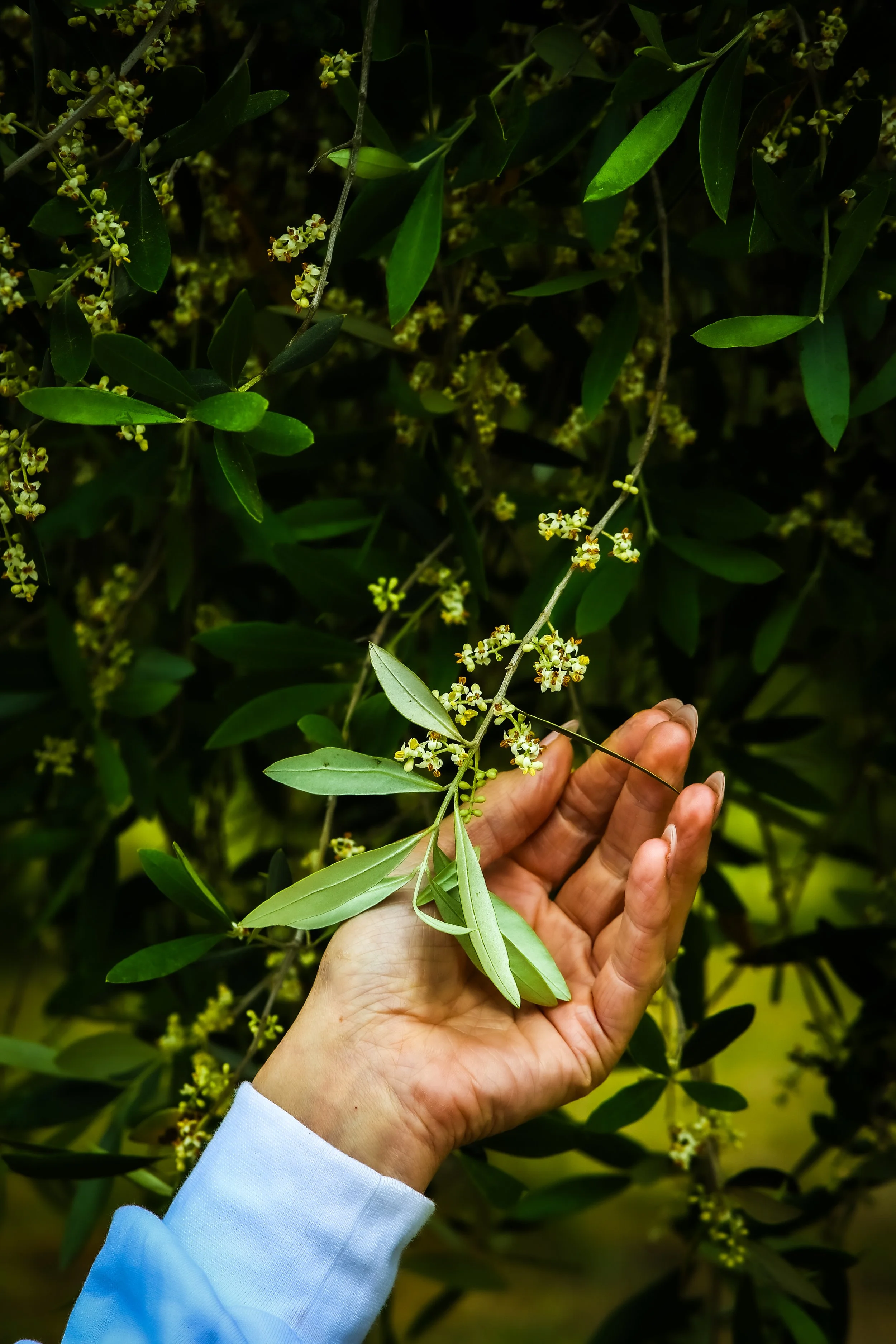 Copy of 1DX_6896.jpg