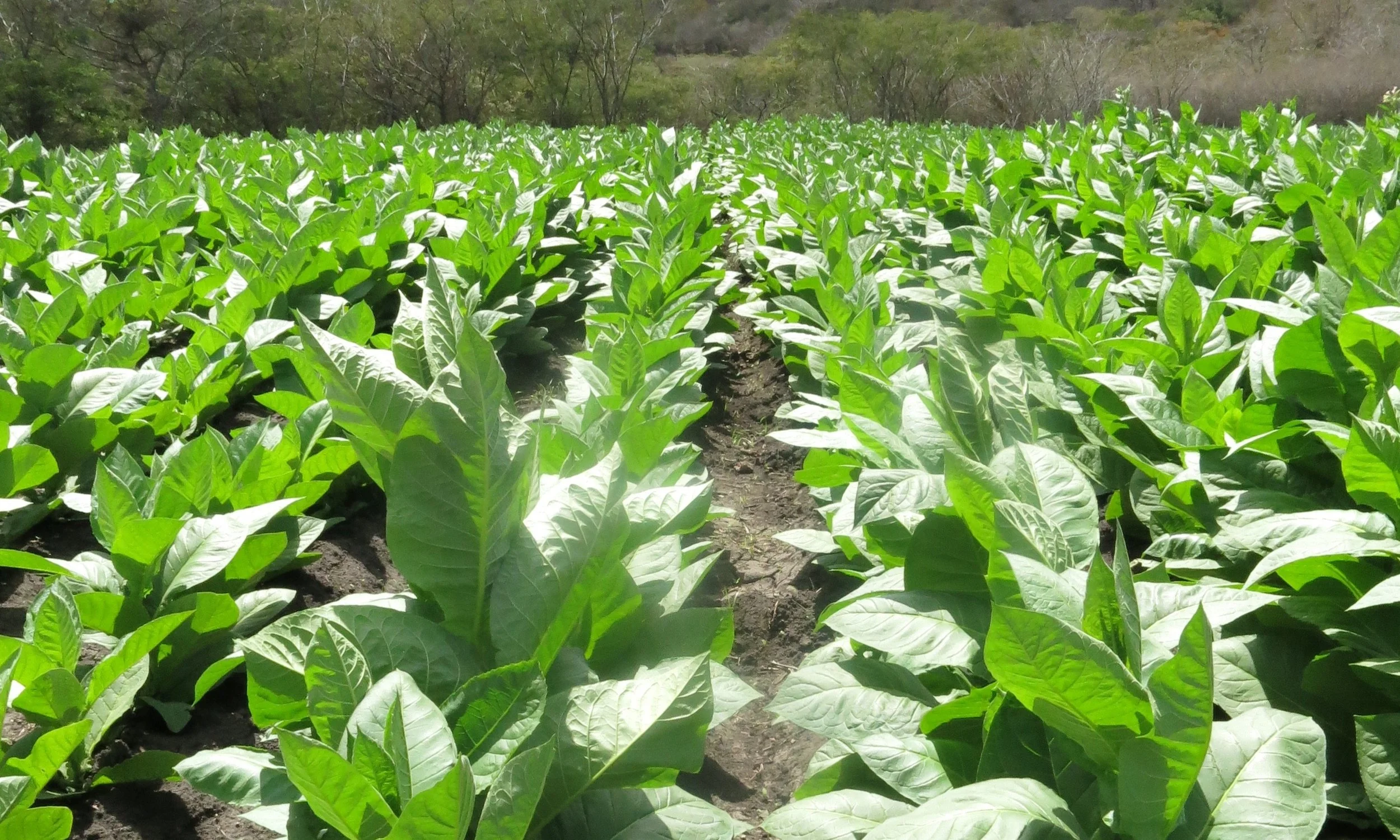 Tobacco plants growing in rows at Perdomo's premium cigar farm in Nicaragua — Pretty Lady Cigar Thailand