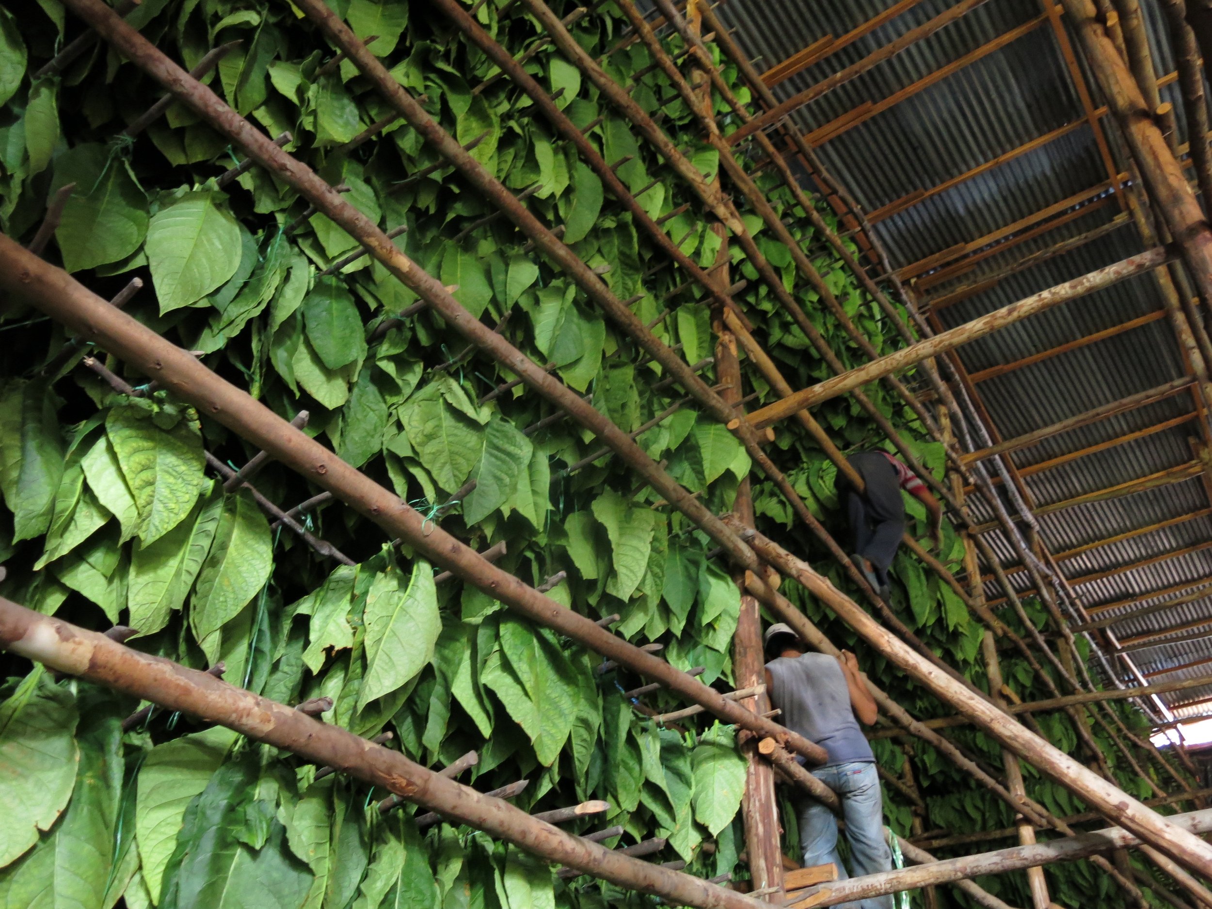 Tobacco curing barn at Perdomo's premium cigar farm in Nicaragua — Pretty Lady Cigar Thailand