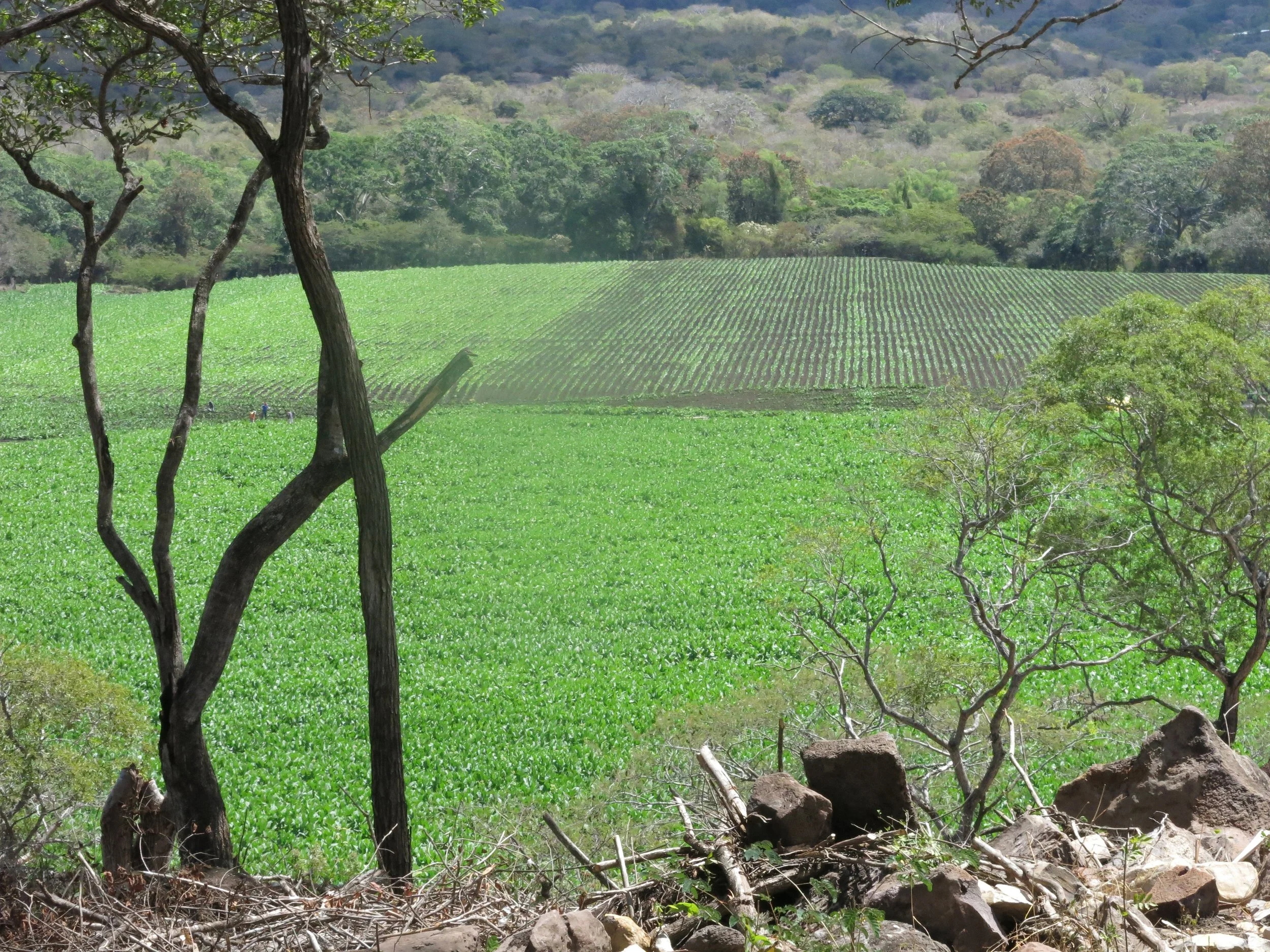 Tobacco fields stretching across Perdomo's premium cigar farm in Nicaragua — Pretty Lady Cigar Thailand
