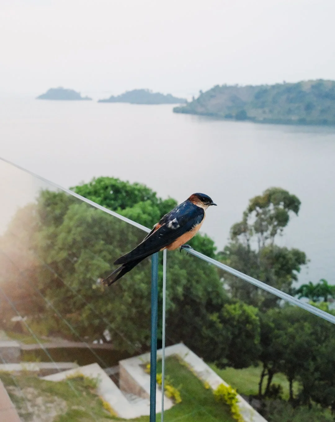 At Umurobyi Lodge, birdwatching begins right outside your door! No need to go far to discover Rwanda&rsquo;s most incredible species. 😉🐦

 #umurobyilodge #nyungwe #eastafrica #luxuryhotel #visitrwanda #slowtravel #boutiquehotel