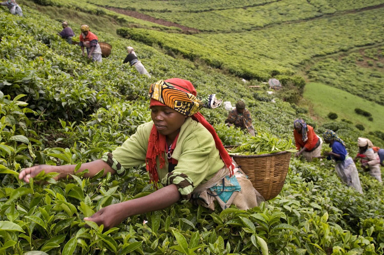 Tea Plantation - Visit Rwanda Tourism.jpg