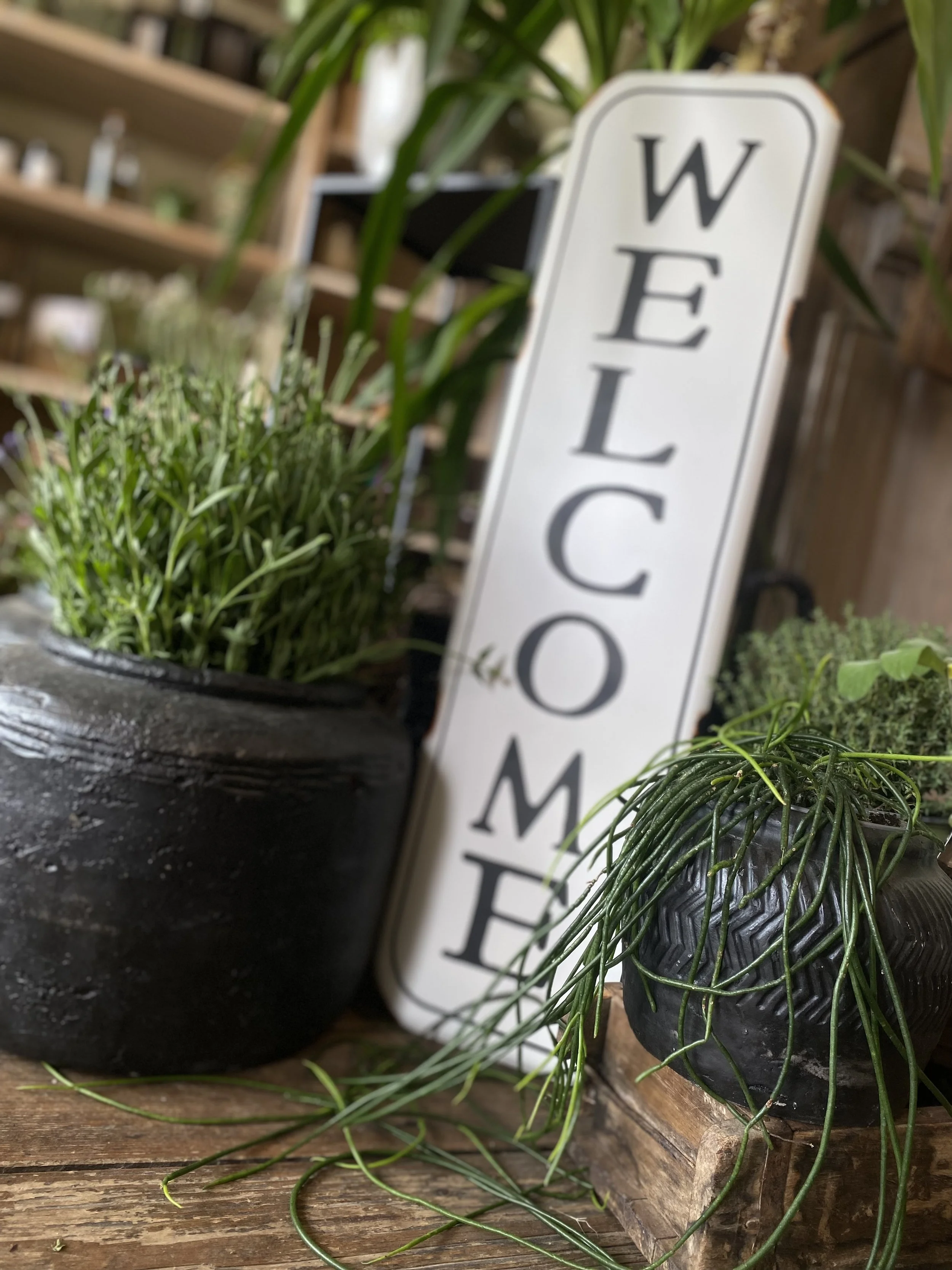 Ein weißer Schild mit schwarzer Schrift, der das Wort 'WELCOME' zeigt, umgeben von Topfpflanzen auf einem Holztisch, im Hintergrund eine Holzregal.