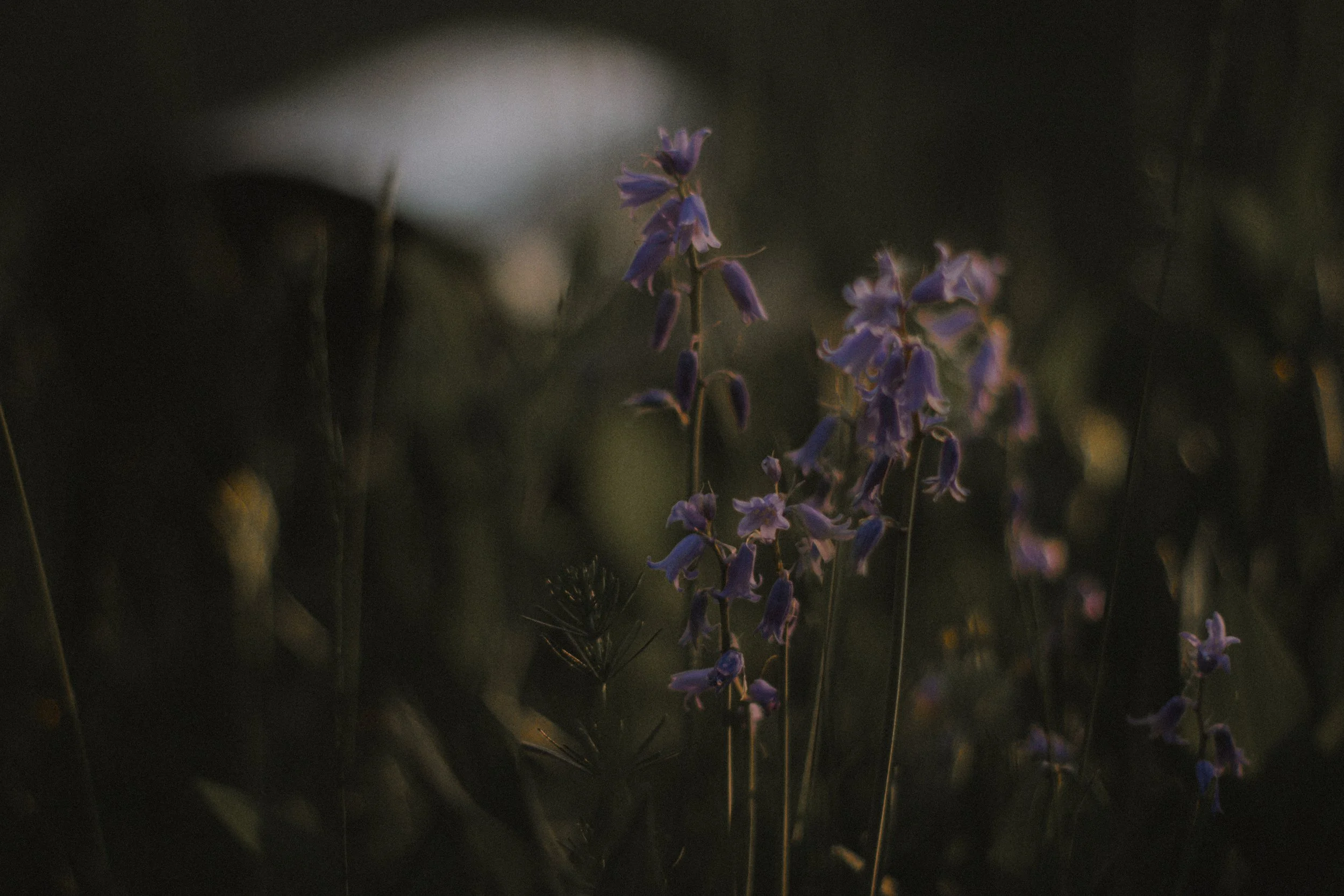 Business as Garden – Building a Regenerative Brand