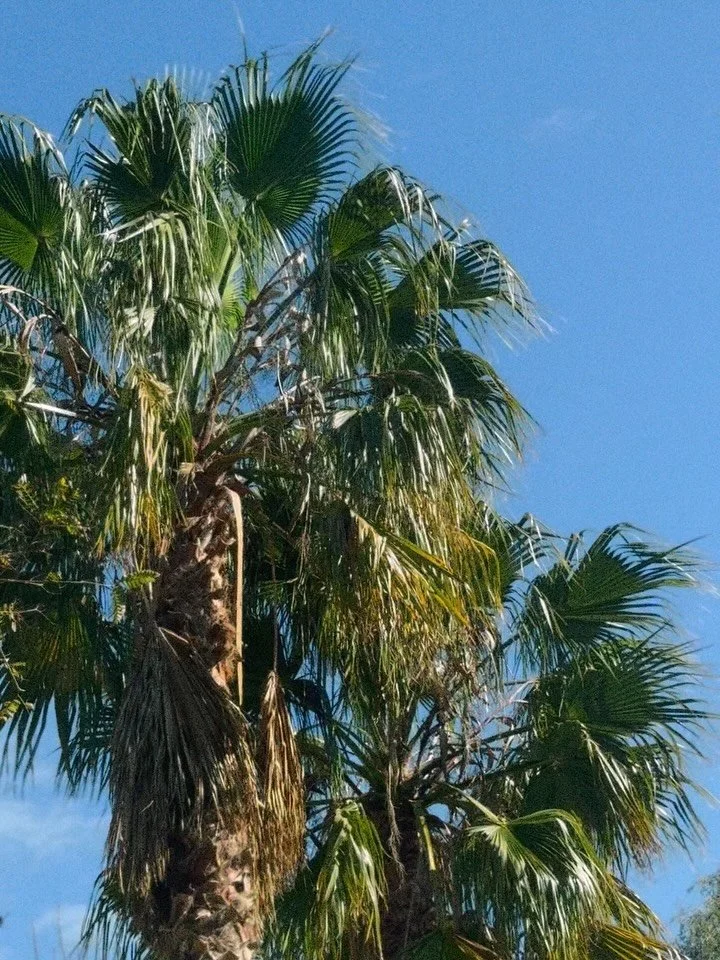 Spring is finally coming 🌞 

#sitges #santperederibes #springiscoming #masia