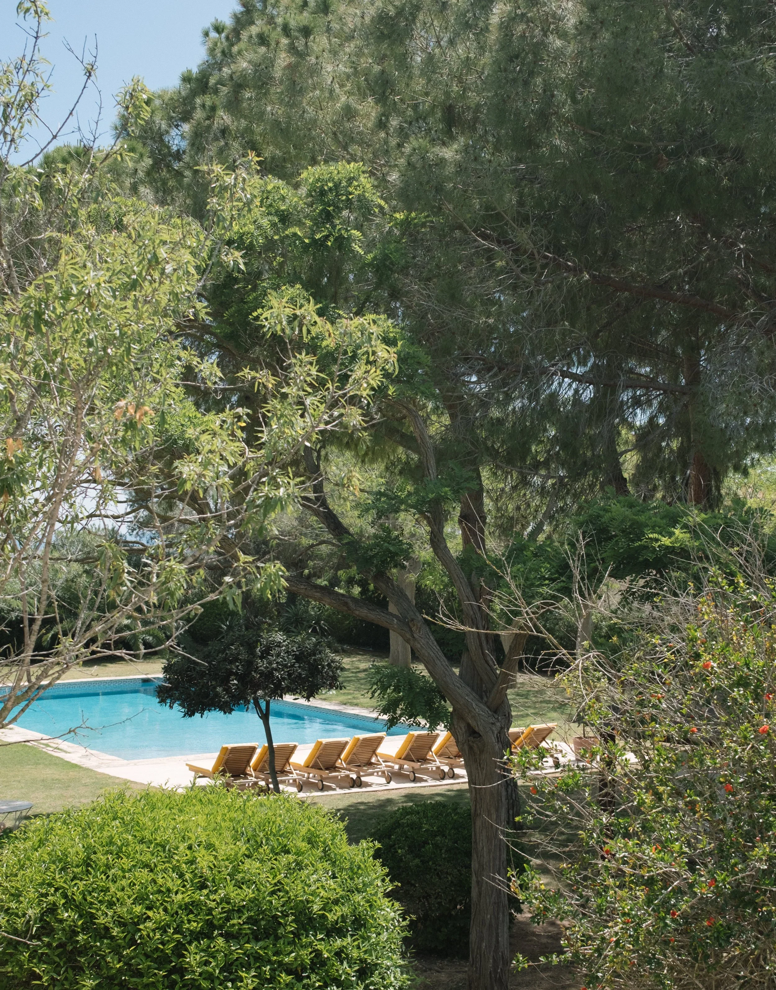 Piscine avec plusieurs chaises longues en bois, entourée d'arbres et de végétation verte dans un jardin.