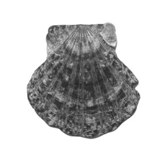 Mediterranean shell icon Can Pares