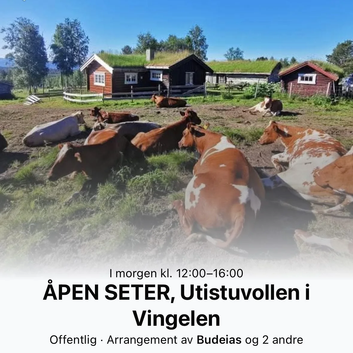 Velkommen til Å𝗽𝗲𝗻 𝘀𝗲𝘁𝗲𝗿 på Utistuvollen i Vingelen, i morgen, 𝘀ø𝗻𝗱𝗮𝗴 𝟮𝟳. 𝗷𝘂𝗹𝗶! 🐄🌱🧇
Tid: 12:00 - 16:00 
Sted: Eggelivegen 569, 2542 Vingelen
Det blir som alltid mulighet til å kjøpe seg mat og d