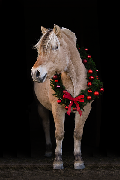 DSC_4428-galleri.png
