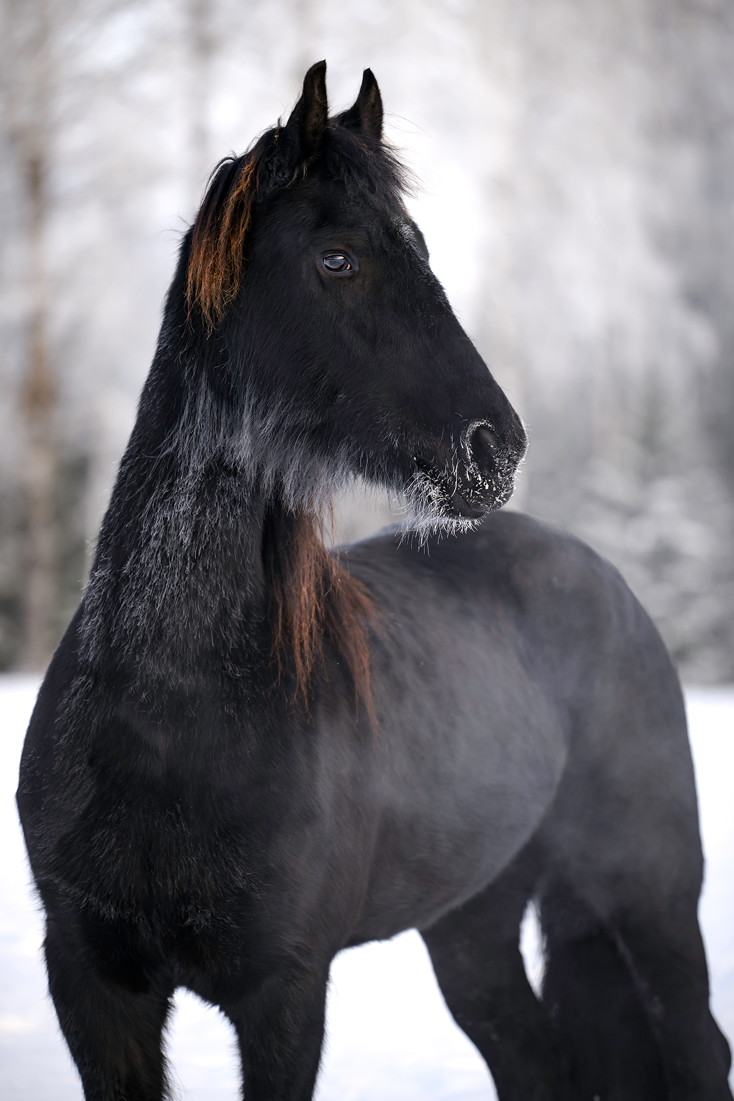 Vakker frieserhopge som poserer om vinteren med masse snø rundt seg.