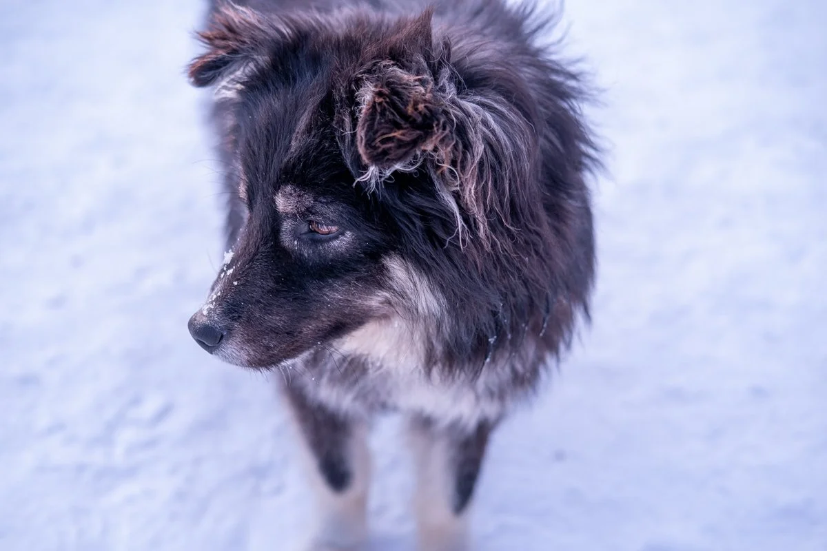 Julie Carpentier-7272.jpg