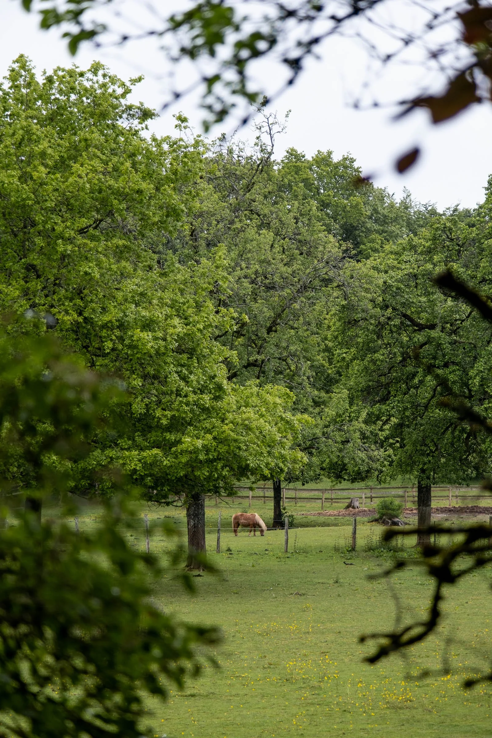 ©Julie Carpentier_Wild North Studio_Bagnoles-Jardin Tour de Bonvouloir_2021-0869.jpg