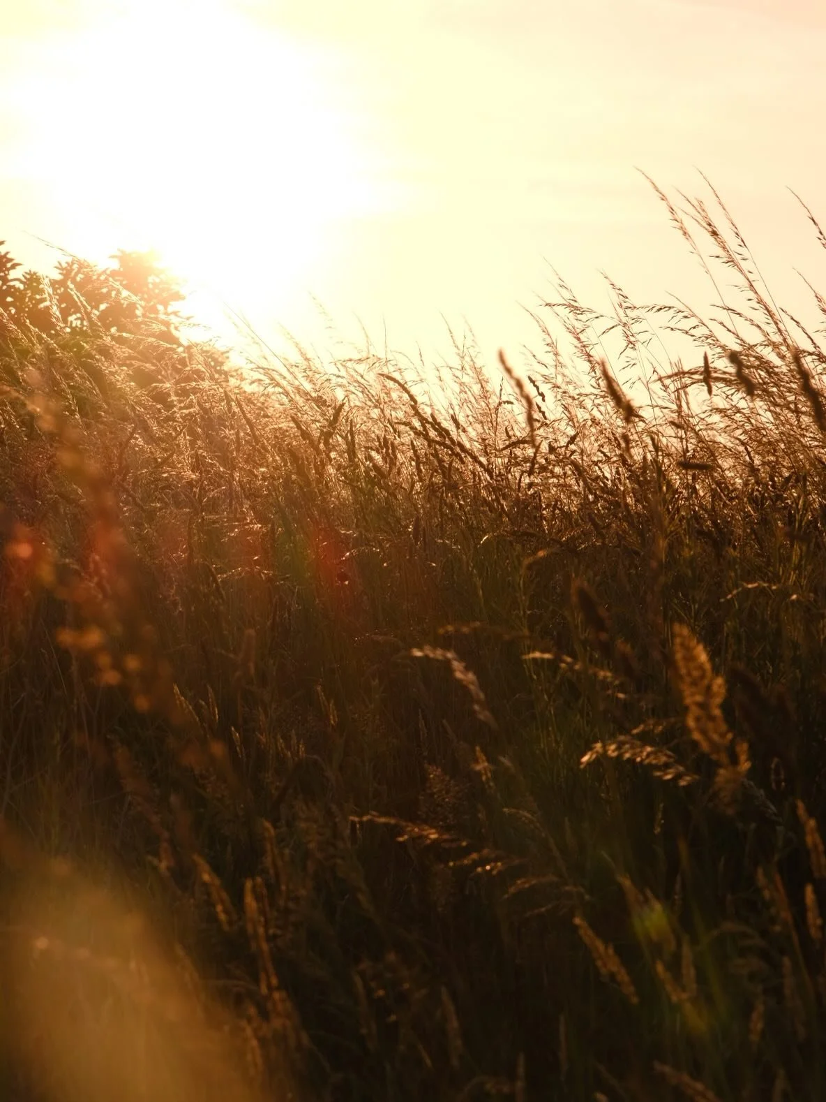 Falaises de Dollemard - Le Havre, Juin 2025

#lehavre #insthavre #igerslehavre #explore_normandie #lehavretourisme #normandybeach #sunset #sunsetlovers #fujifilm #warmestdays #exploreshareinspire #seaside #dollemard #normandie #exploreobserveshare #n