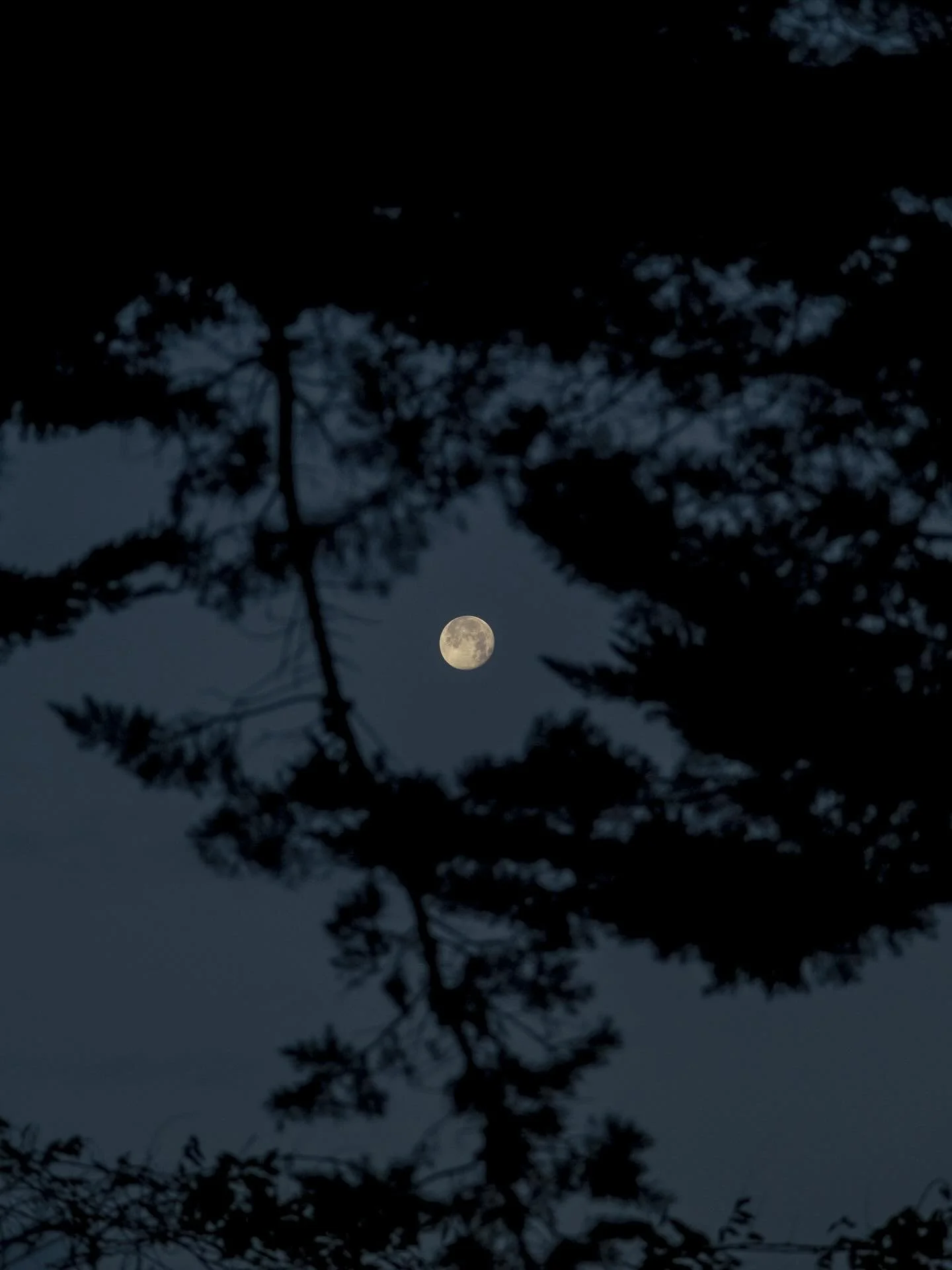 Moon light 🌙

Quand rentrer tard du boulot et se lever t&ocirc;t te permet de capturer un spectacle de toute beaut&eacute;. C&rsquo;&eacute;tait la nuit du 5 d&eacute;cembre, depuis le jardin. Juste un moment simple, en t&ecirc;te &agrave; t&ecirc;t