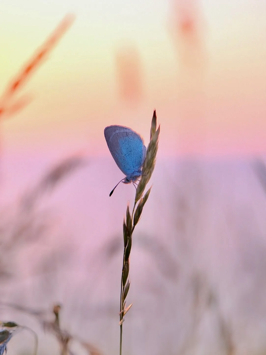 Golden Hour aux falaises - Le Havre, Juin 2025

#lehavre #insthavre #lh_street #igerslehavre #explore_normandie #lehavretourisme #normandybeach #sunset #sunsetlovers #butterfly #seaside #fujifilm #freshairclub #warmestdays #exploreshareinspire #seaso