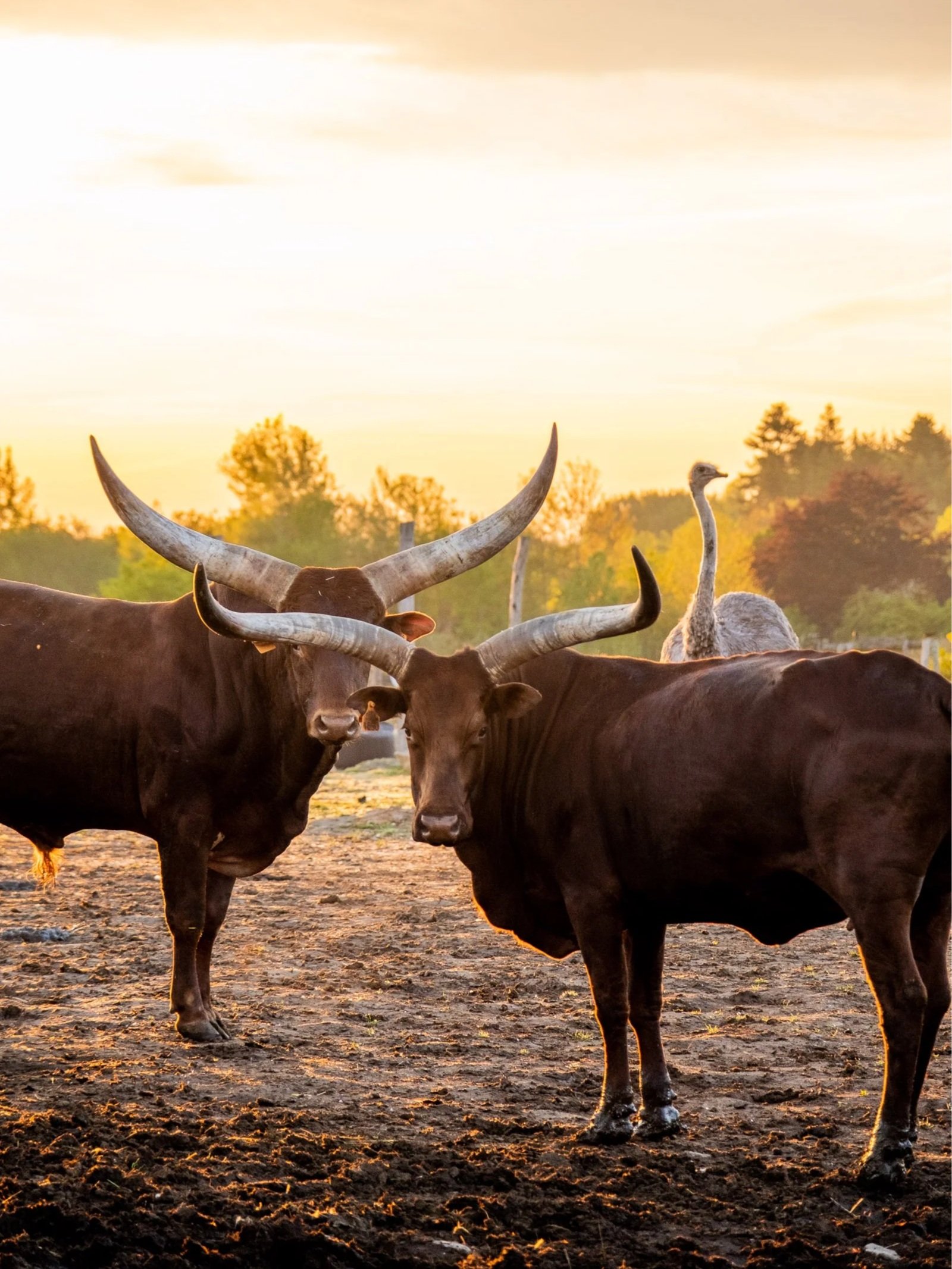 Parc animalier d’Écouves