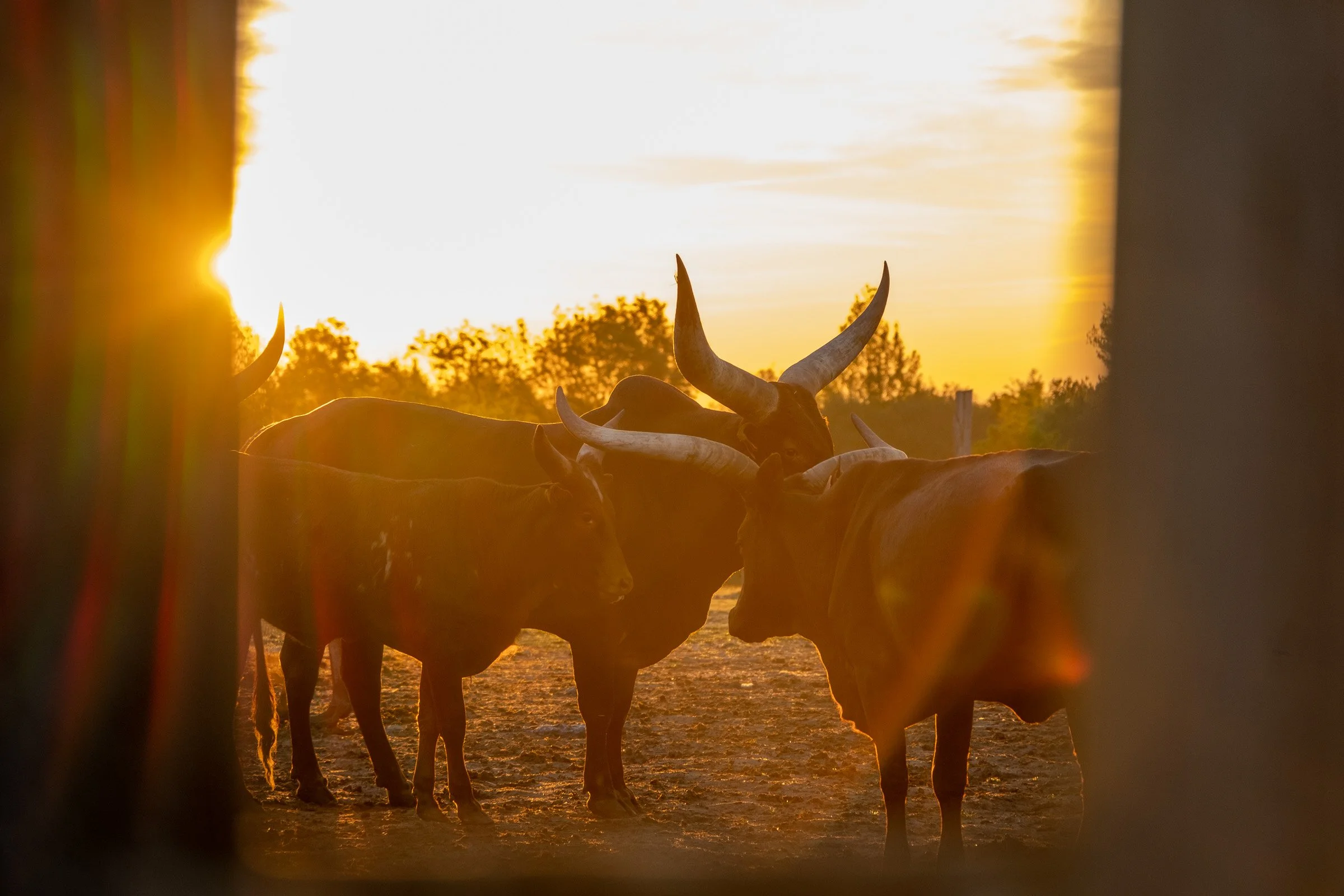 ©Julie Carpentier_Wild North Studio_Parc Animalier Ecouves_2021-6710.jpg