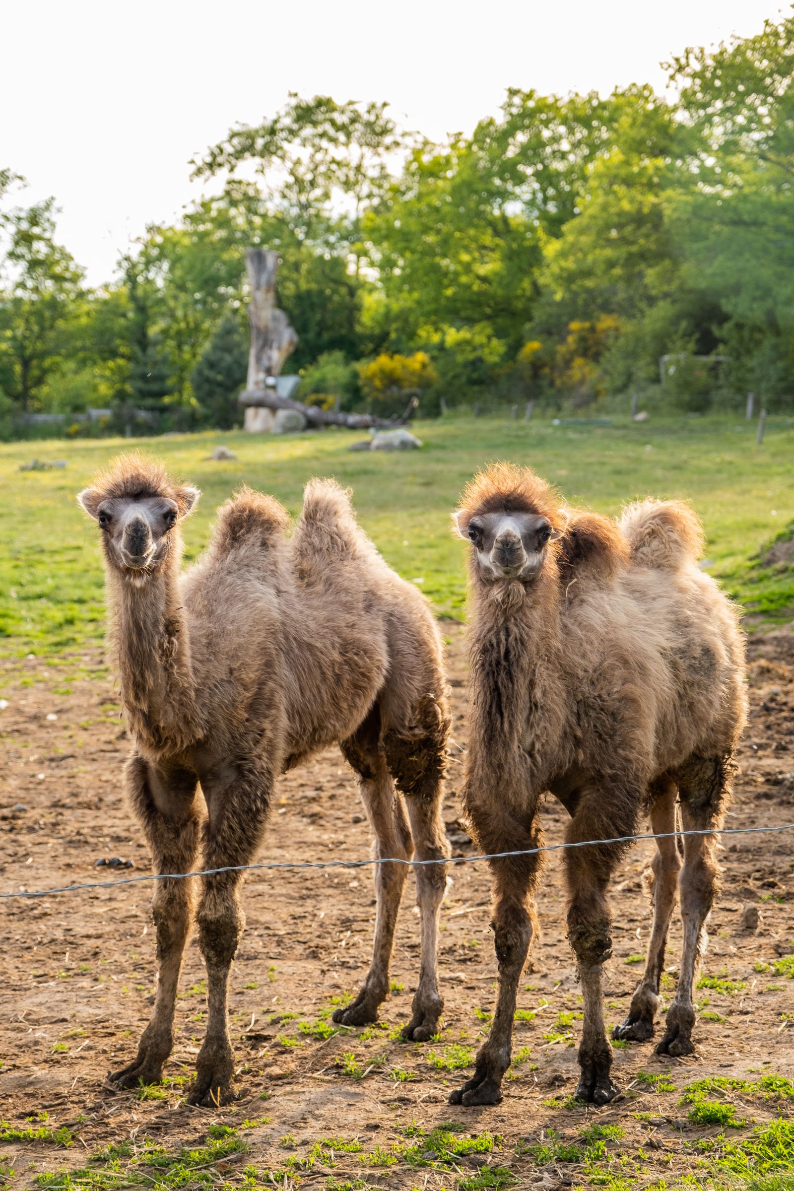©Julie Carpentier_Wild North Studio_Parc Animalier Ecouves_2021-5607.jpg