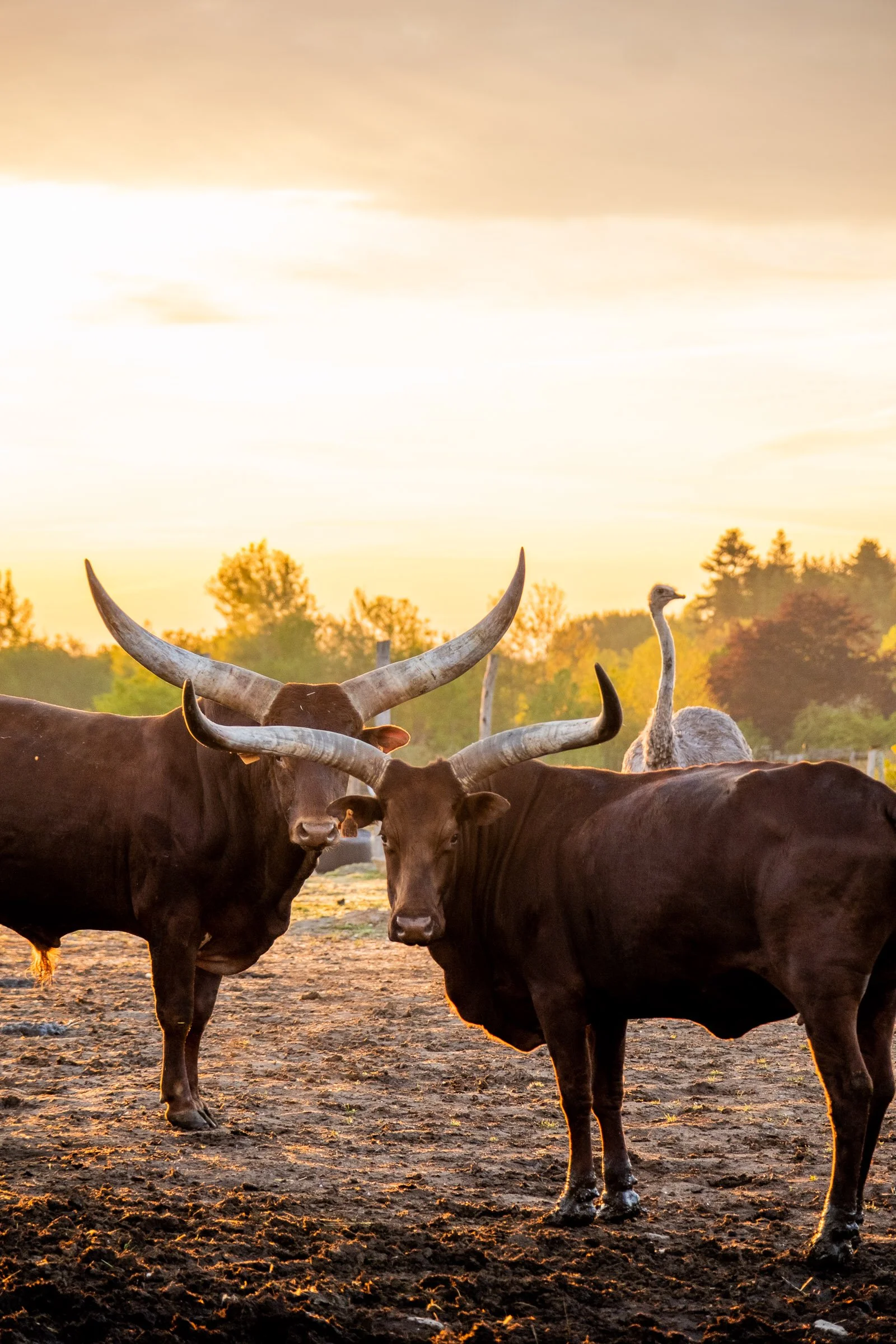 ©Julie Carpentier_Wild North Studio_Parc Animalier Ecouves_2021-6687.jpg