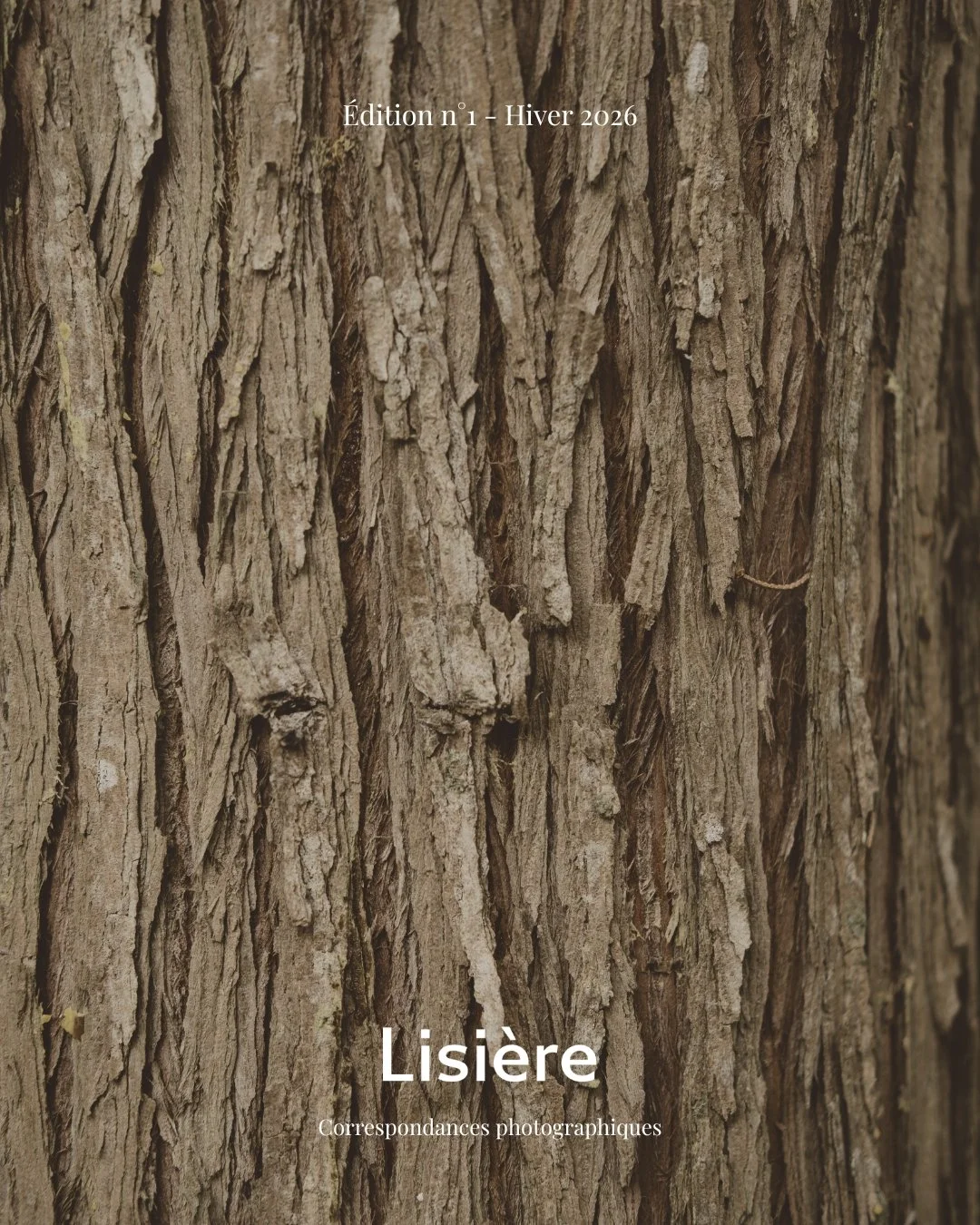 Lisière Hiver 2026 - n°01