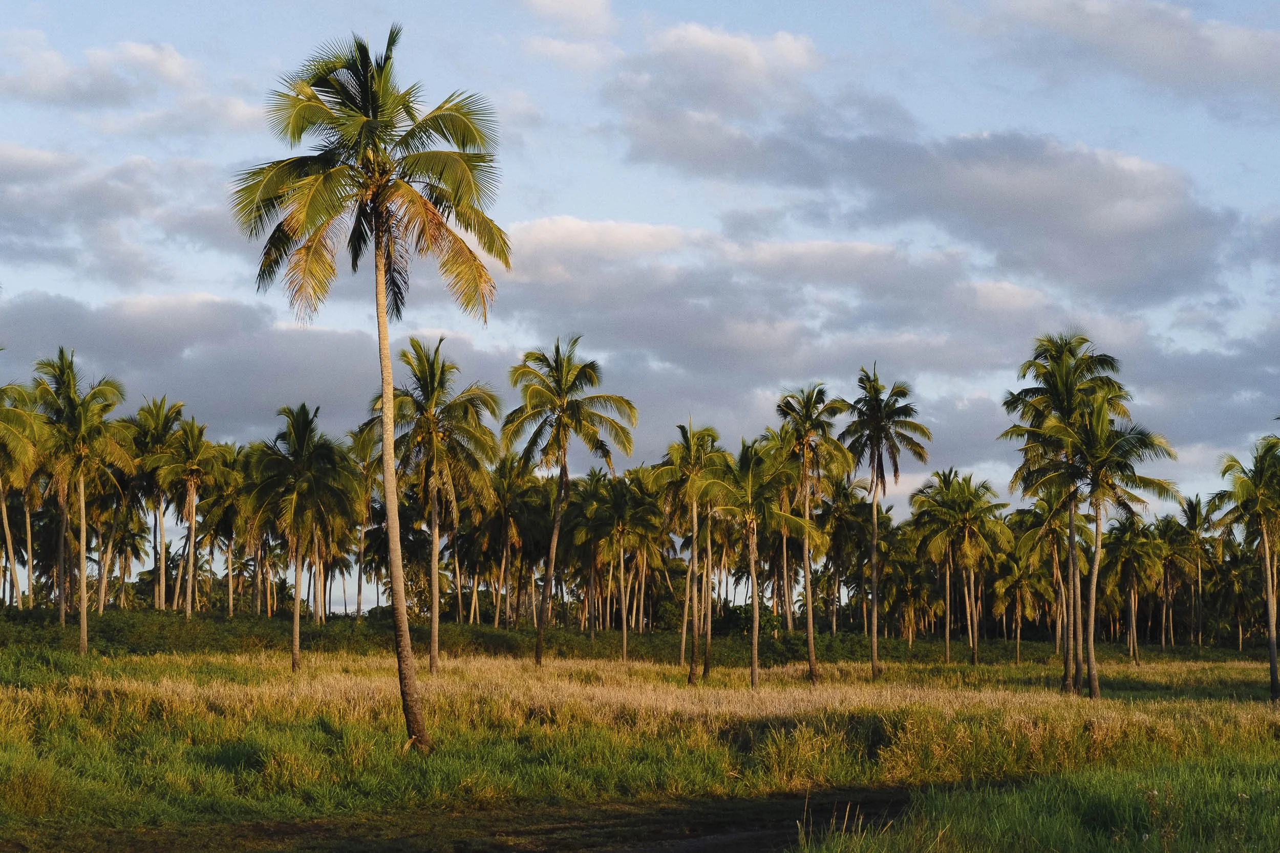 Tonga-2017 ©Julie Carpentier-16.jpg