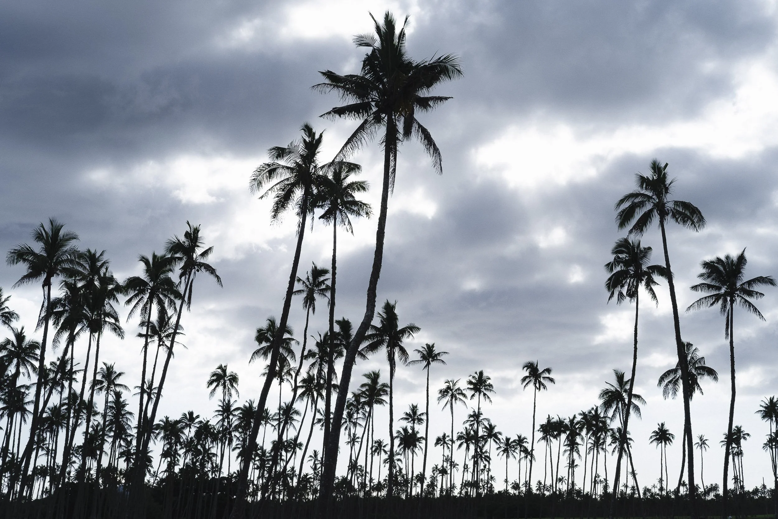 Tonga-2017 ©Julie Carpentier-11.jpg