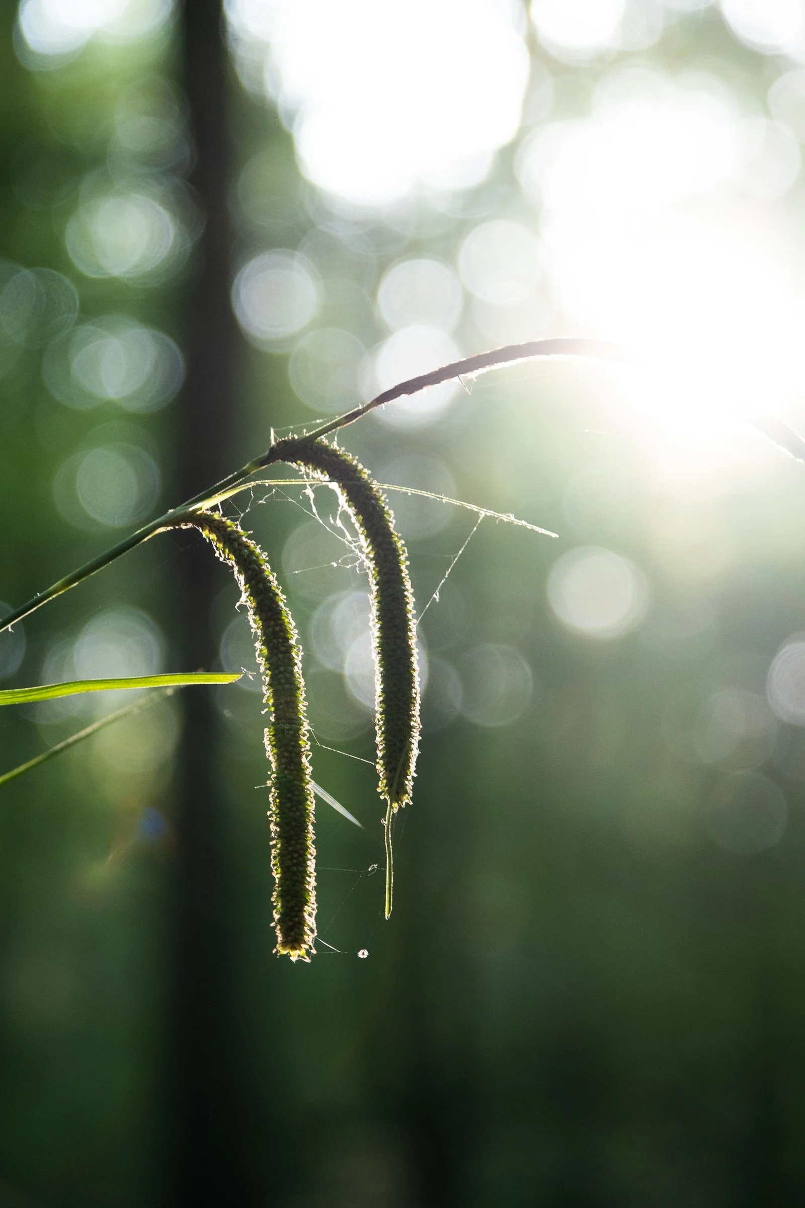 ©Julie Carpentier_Wild North Studio_Sylvotherapie_2021-9240.jpg