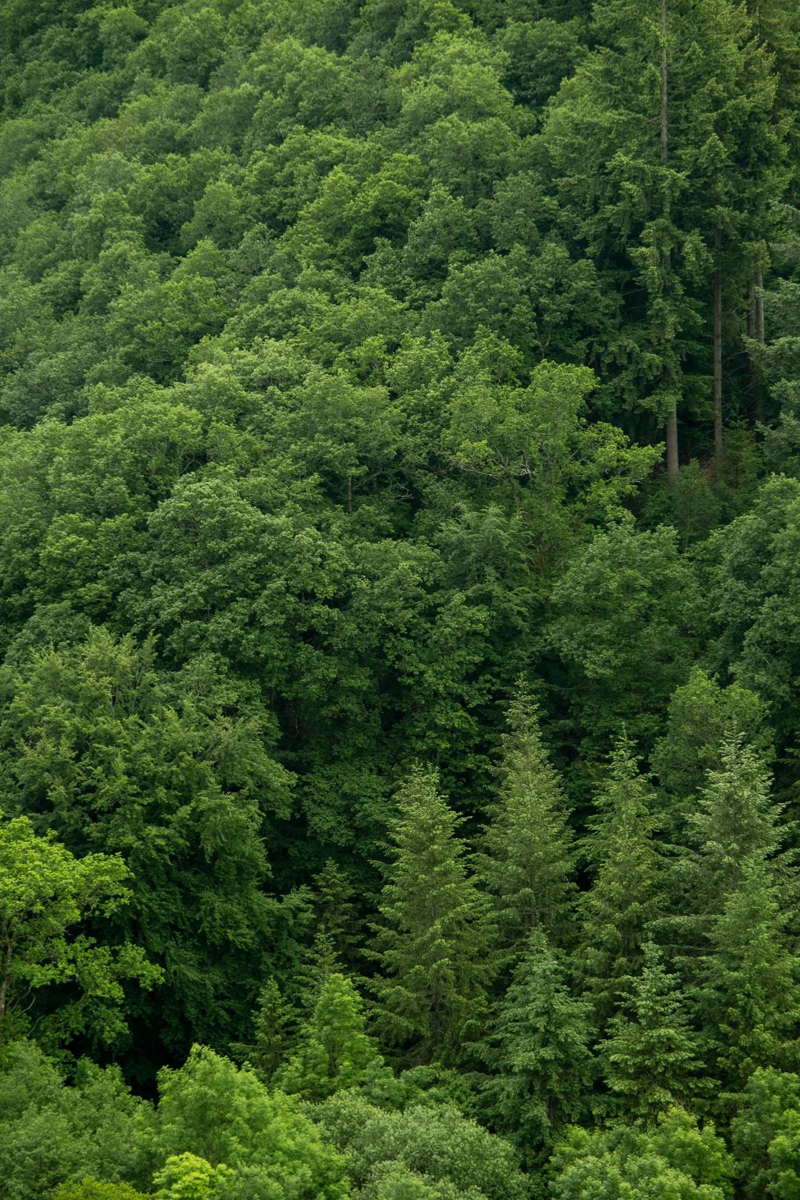 ©Julie Carpentier_Wild North Studio_La Roche Oetre_2021-1003.jpg