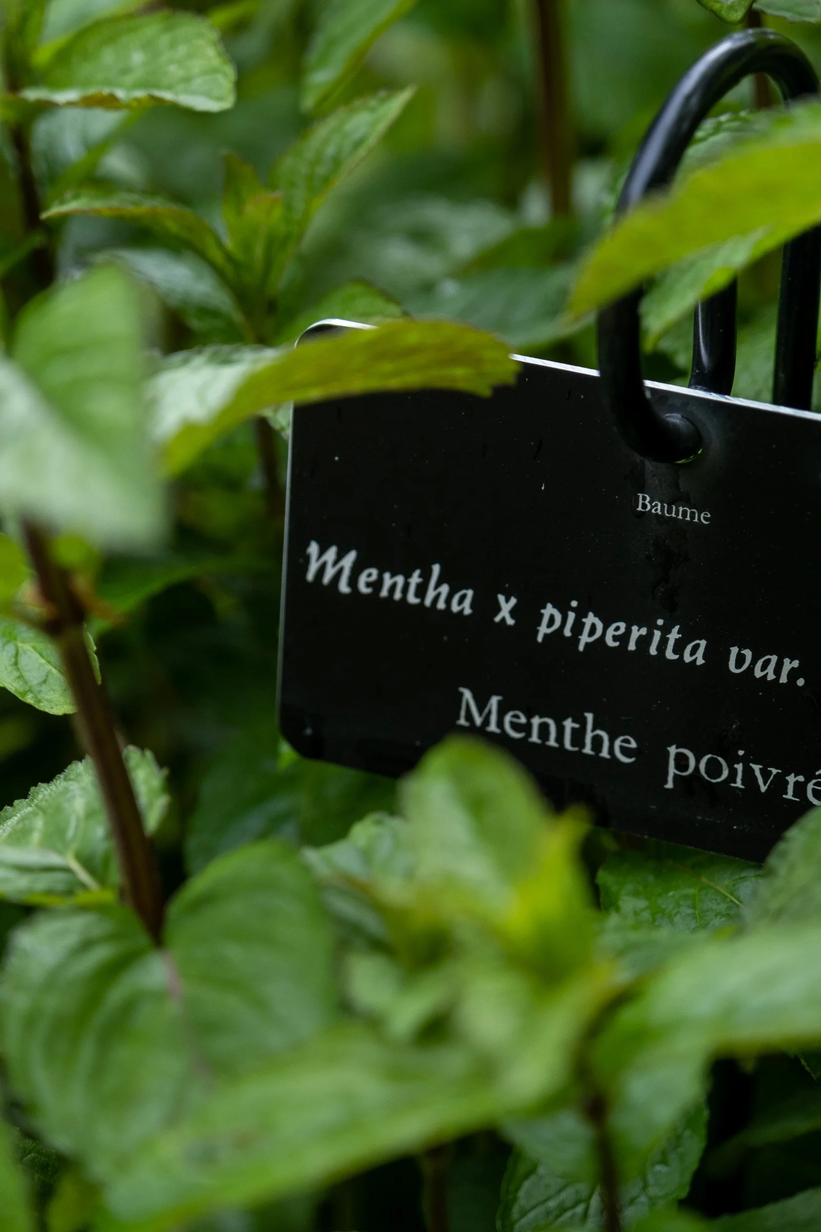 ©Julie Carpentier_Wild North Studio_Bagnoles-Jardin Tour de Bonvouloir_2021-0540.jpg