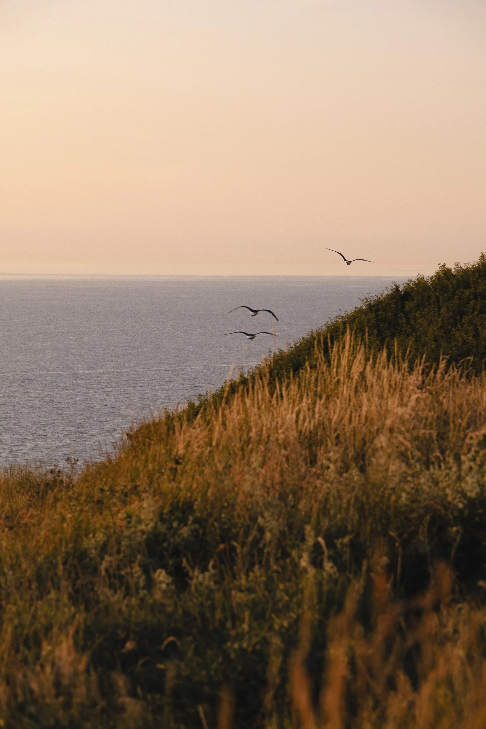 Cote Albatre©Julie Carpentier-4.jpg