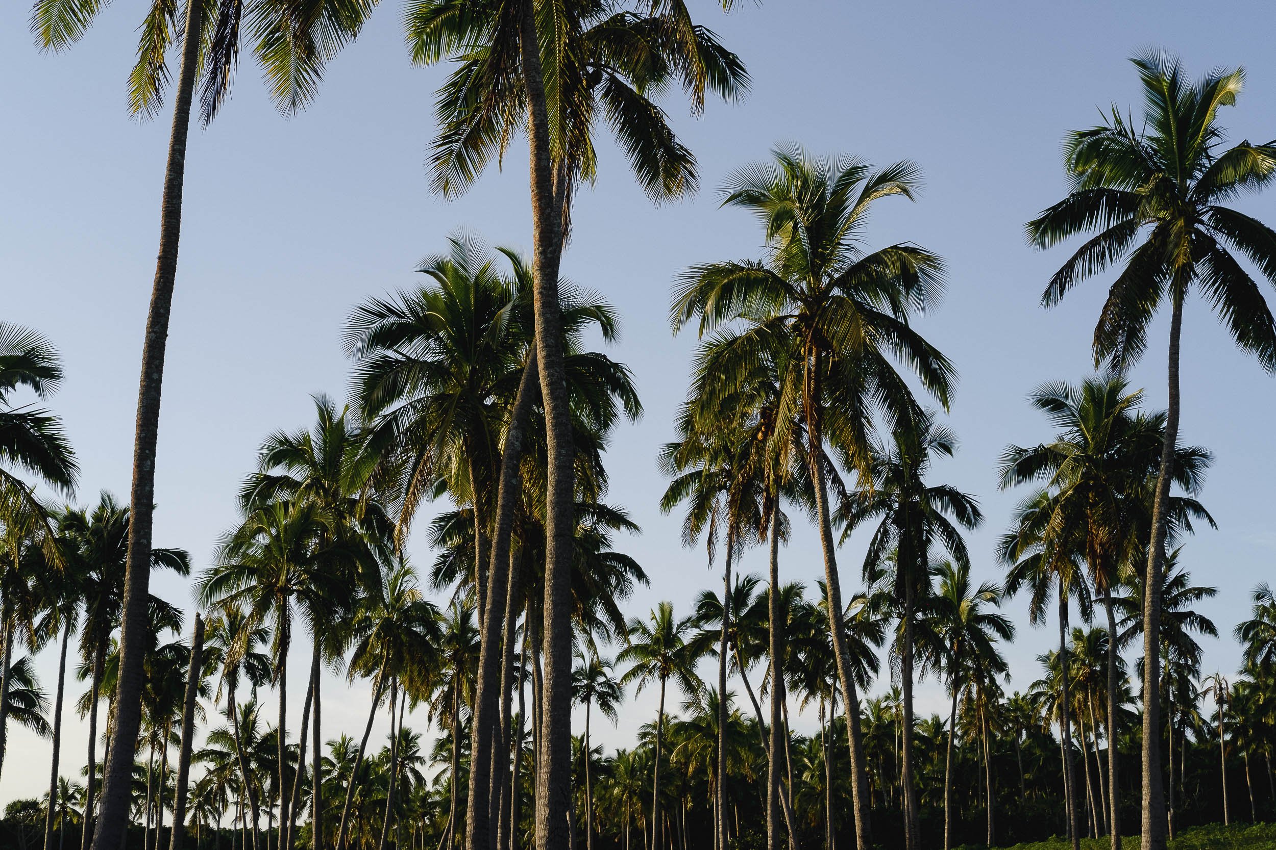Tonga-2017 ©Julie Carpentier-15.jpg