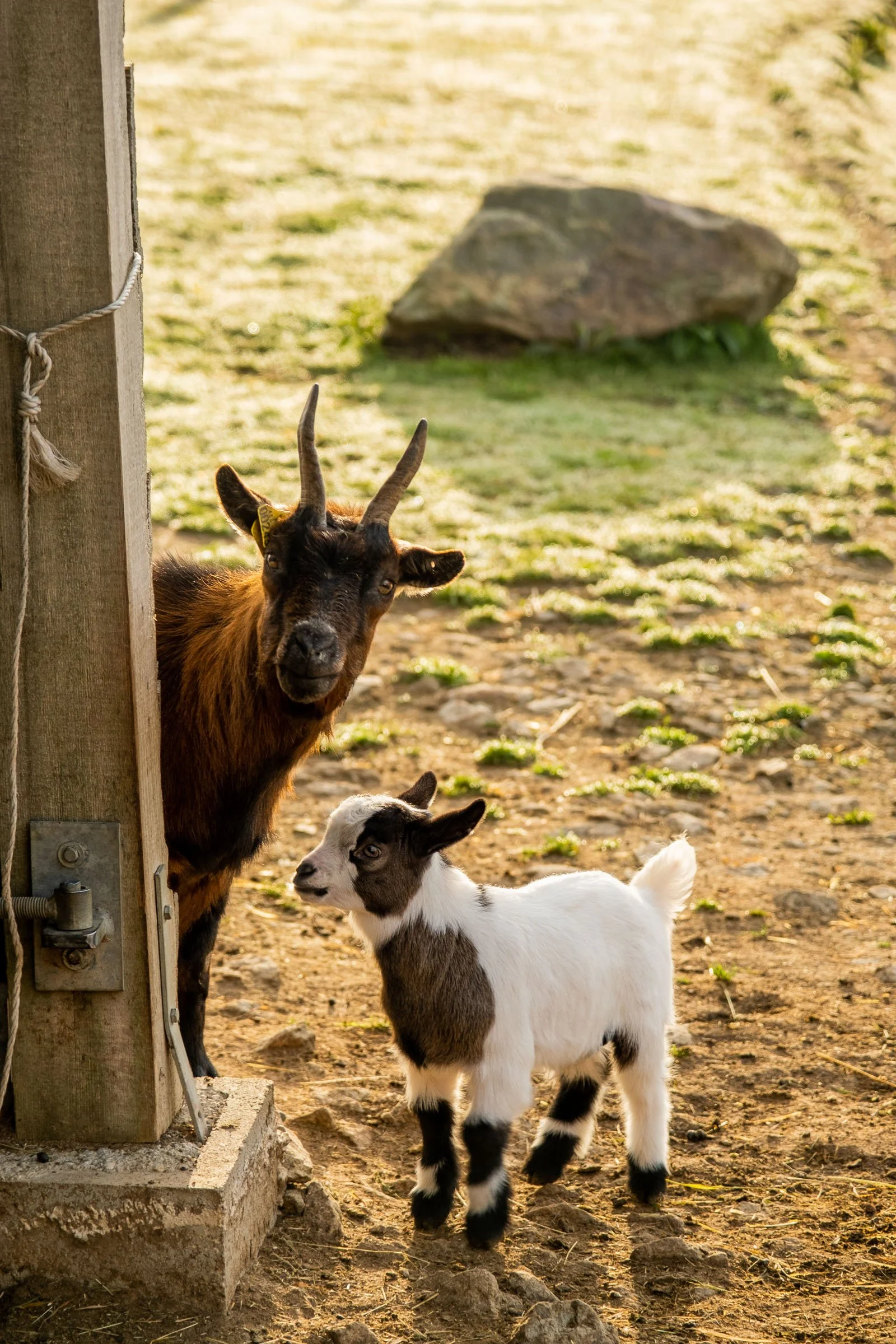 ©Julie Carpentier_Wild North Studio_Parc Animalier Ecouves_2021-7129.jpg