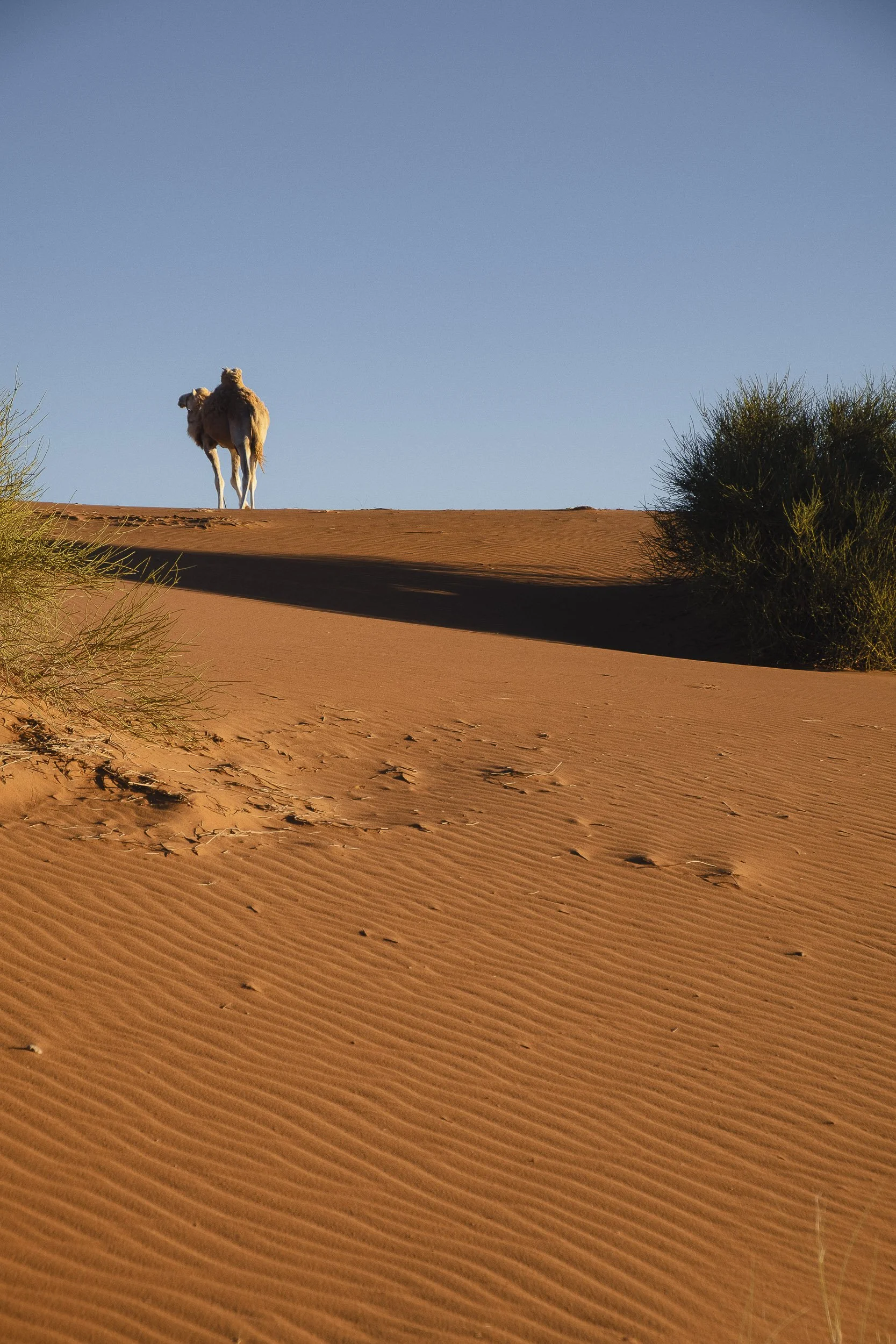Maroc-2018 ©Julie Carpentier-127.jpg