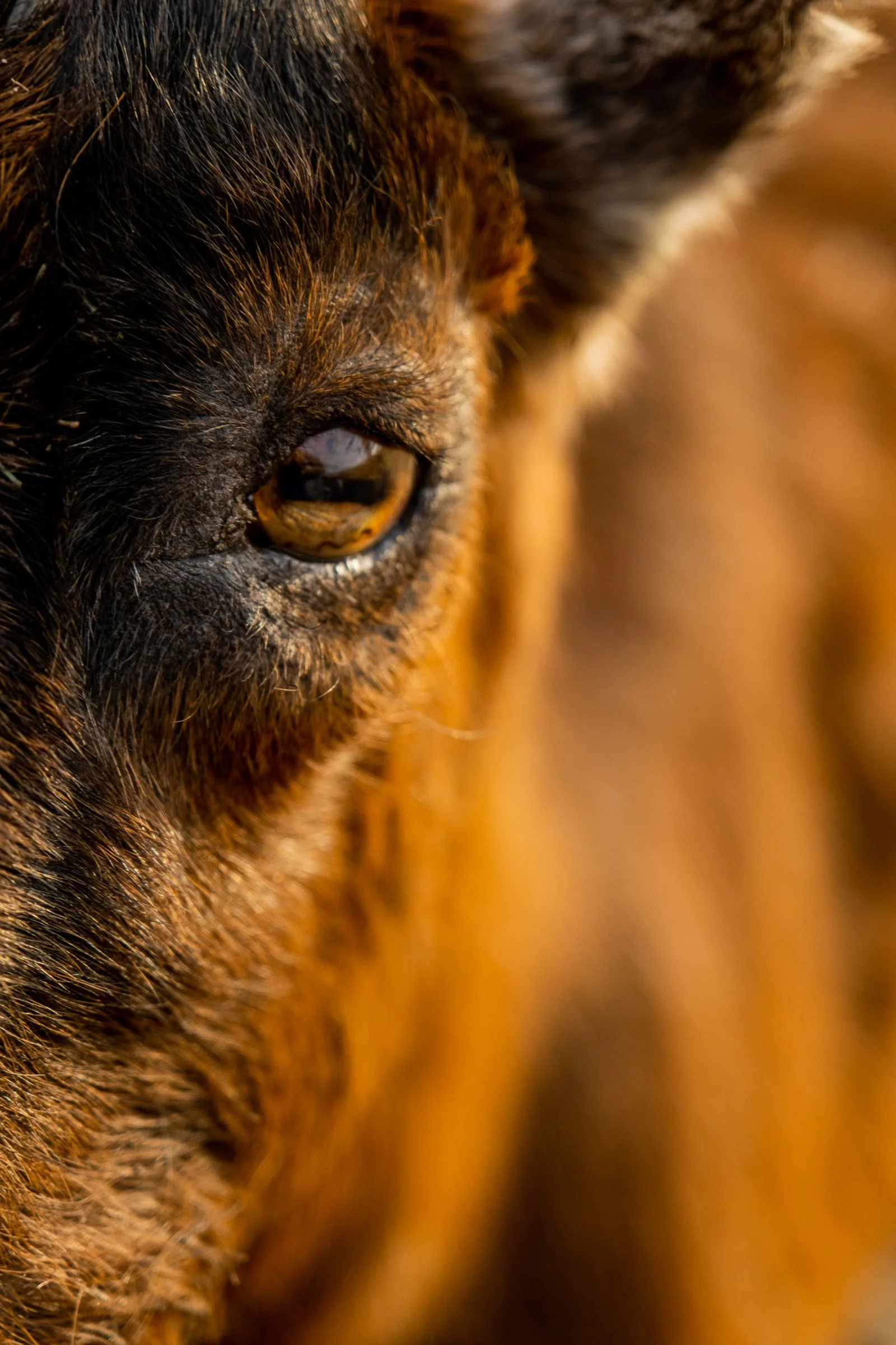 ©Julie Carpentier_Wild North Studio_Parc Animalier Ecouves_2021-7200.jpg