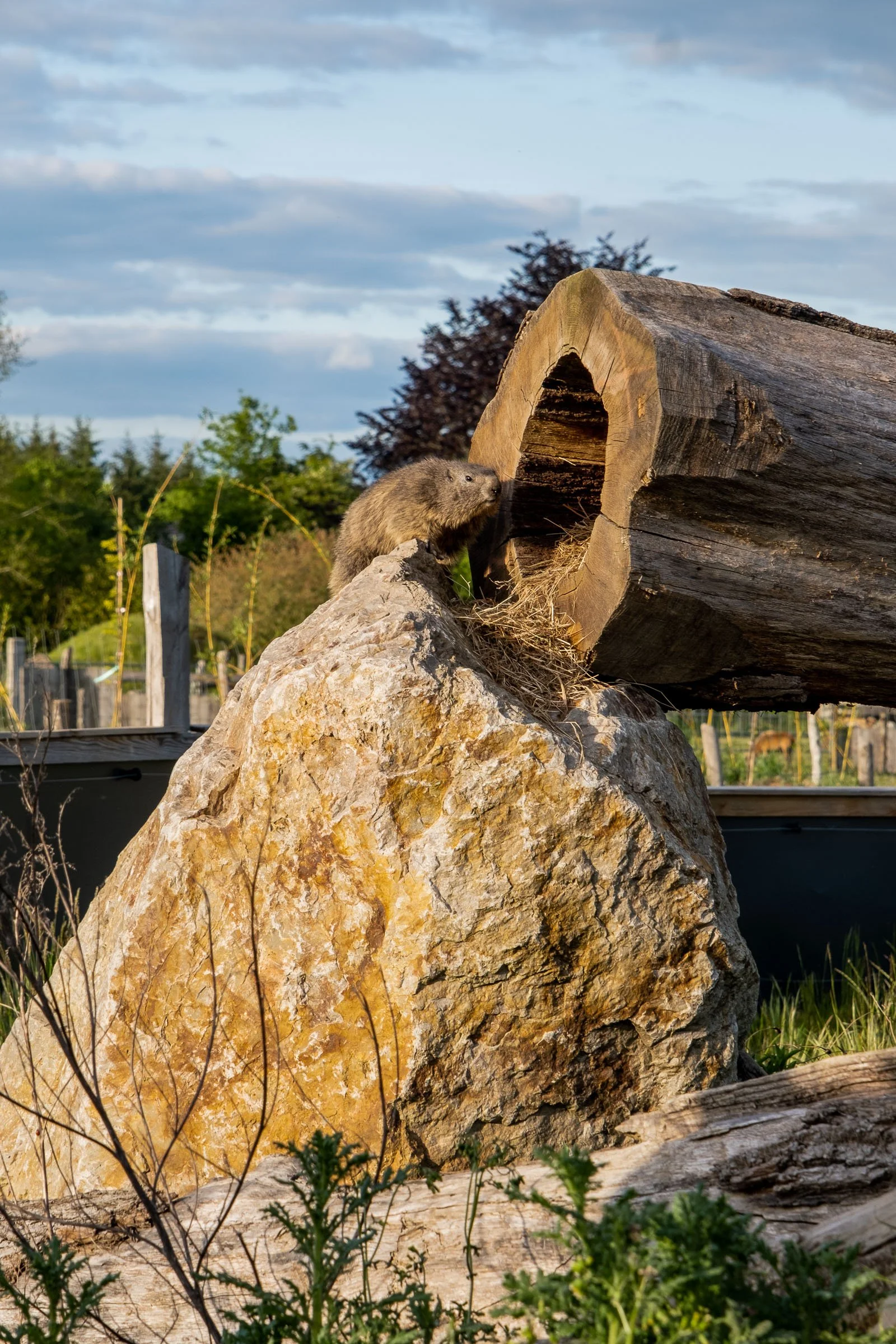 ©Julie Carpentier_Wild North Studio_Parc Animalier Ecouves_2021-5905.jpg
