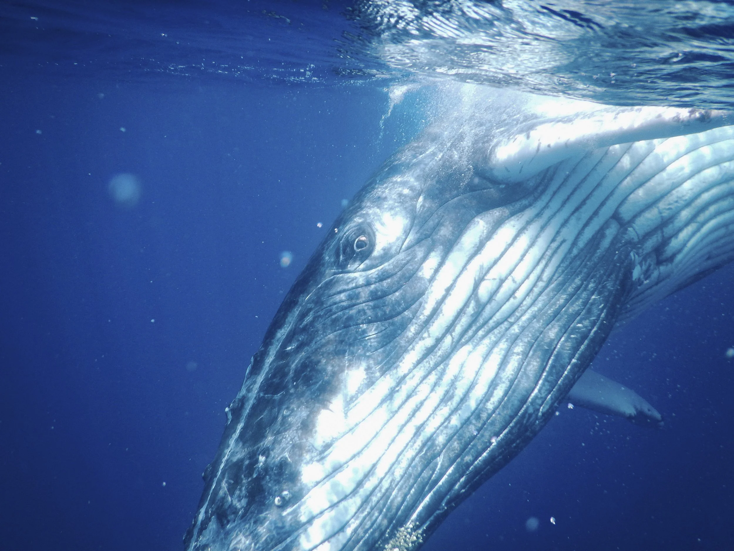 Julie Carpentier-2021-Tonga-1057.jpg