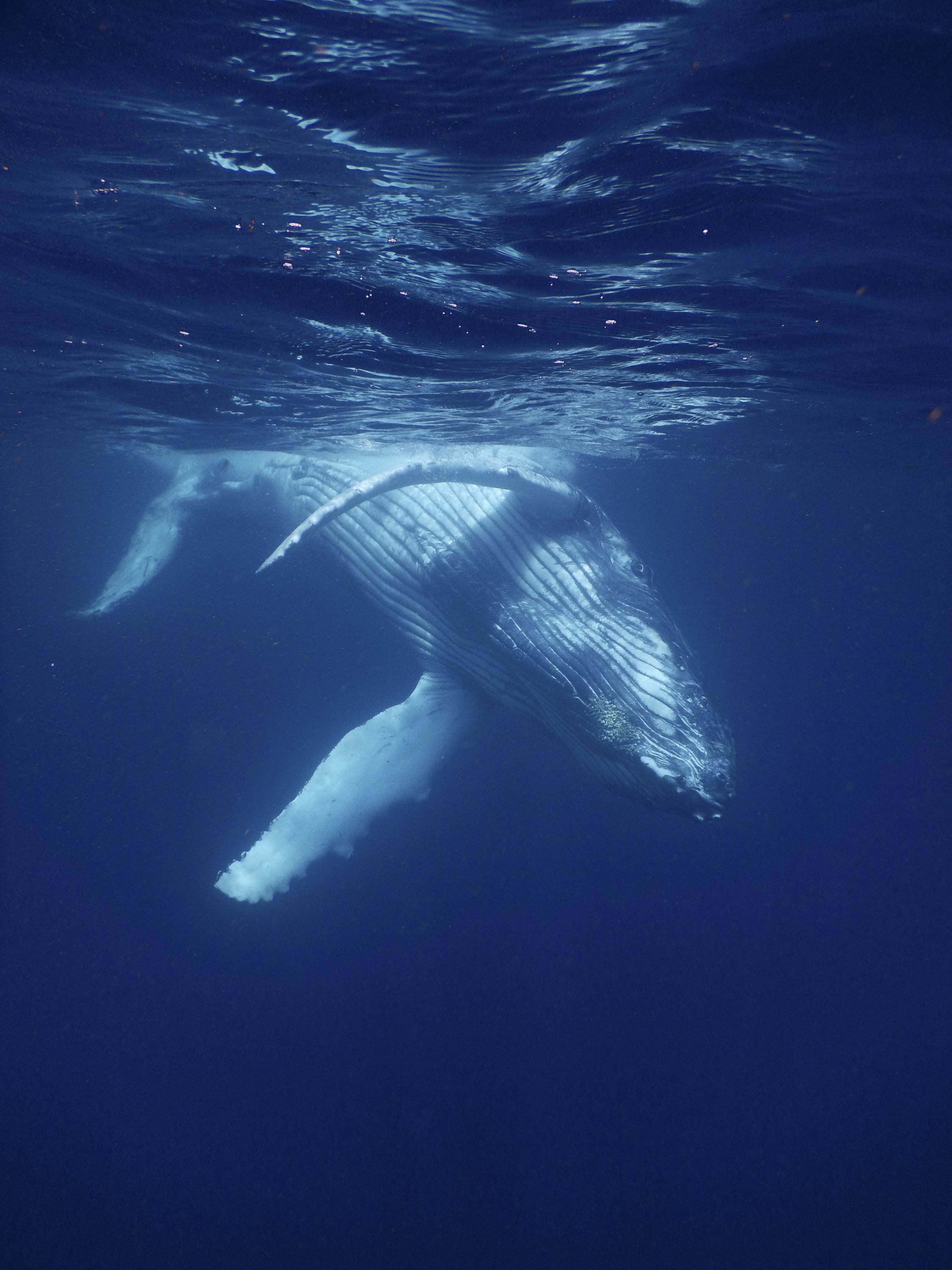 Julie Carpentier-2021-Tonga-1080.jpg