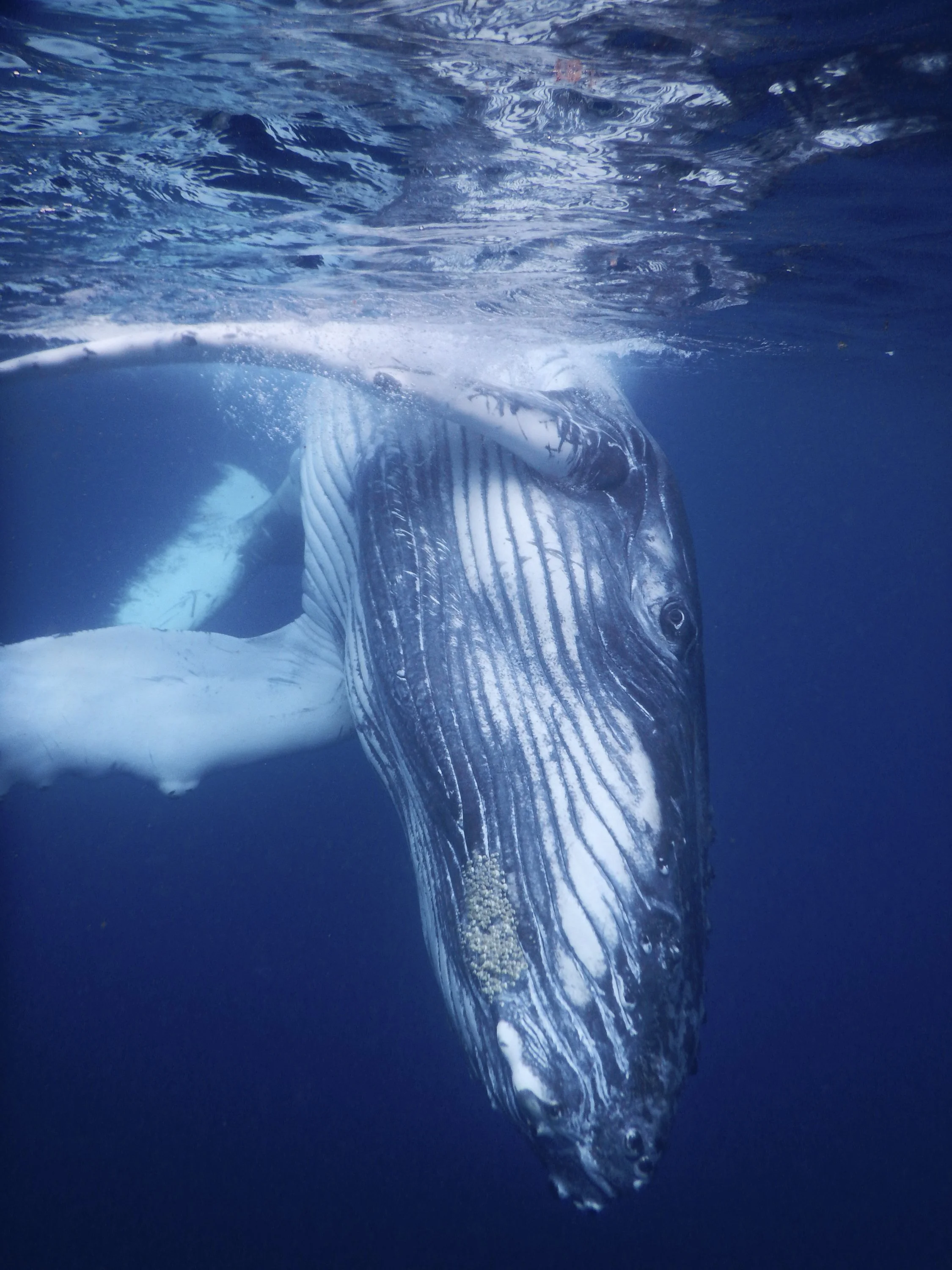 Julie Carpentier-2021-Tonga-1082.jpg