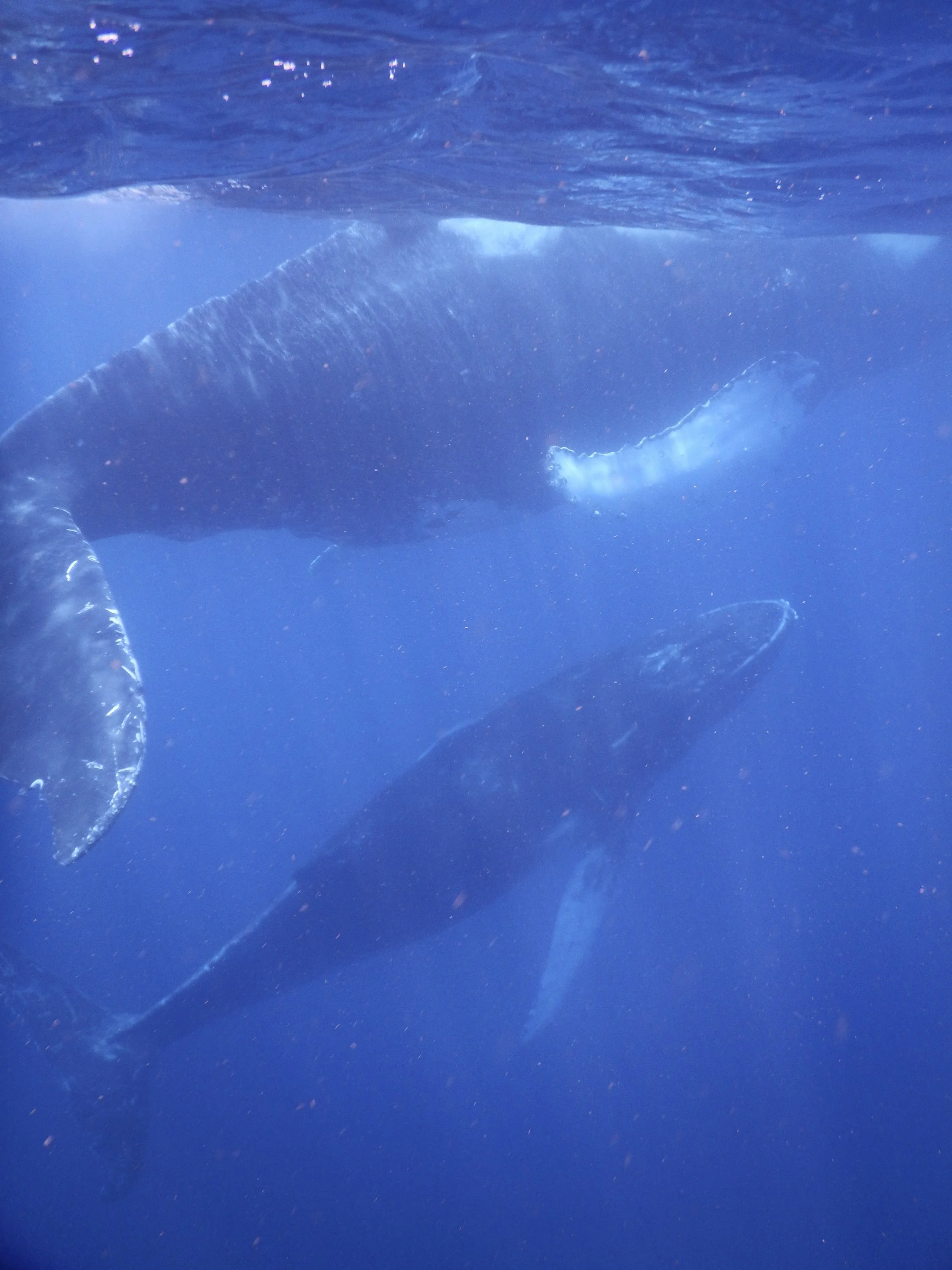 Julie Carpentier-2021-Tonga-1041.jpg