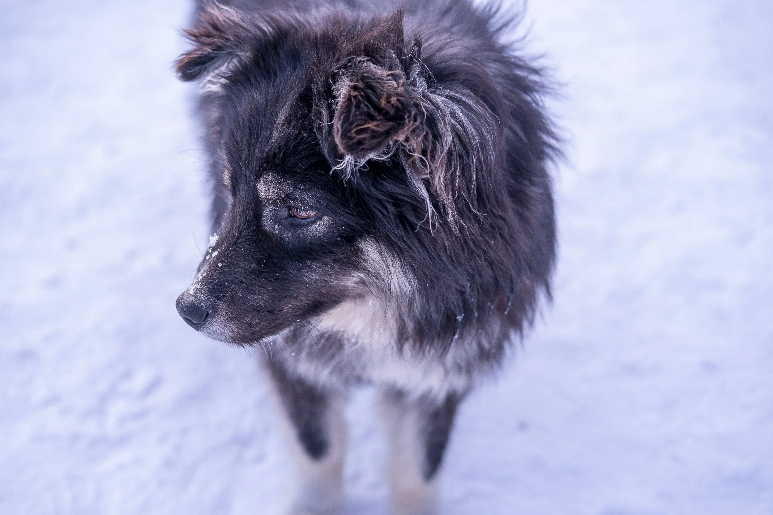 Russie-2017 ©Julie Carpentier-44.jpg