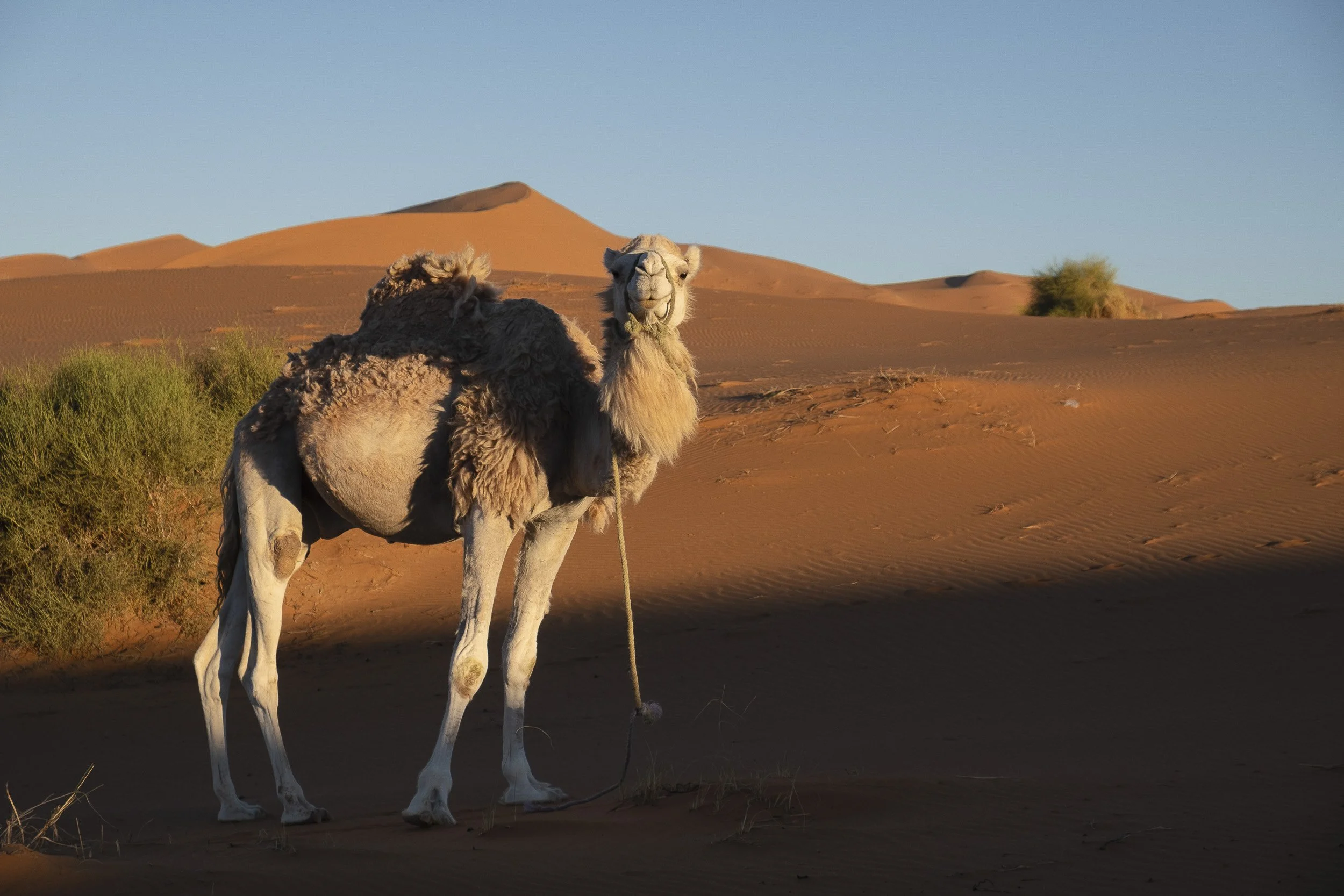 Maroc-2018 ©Julie Carpentier-128.jpg