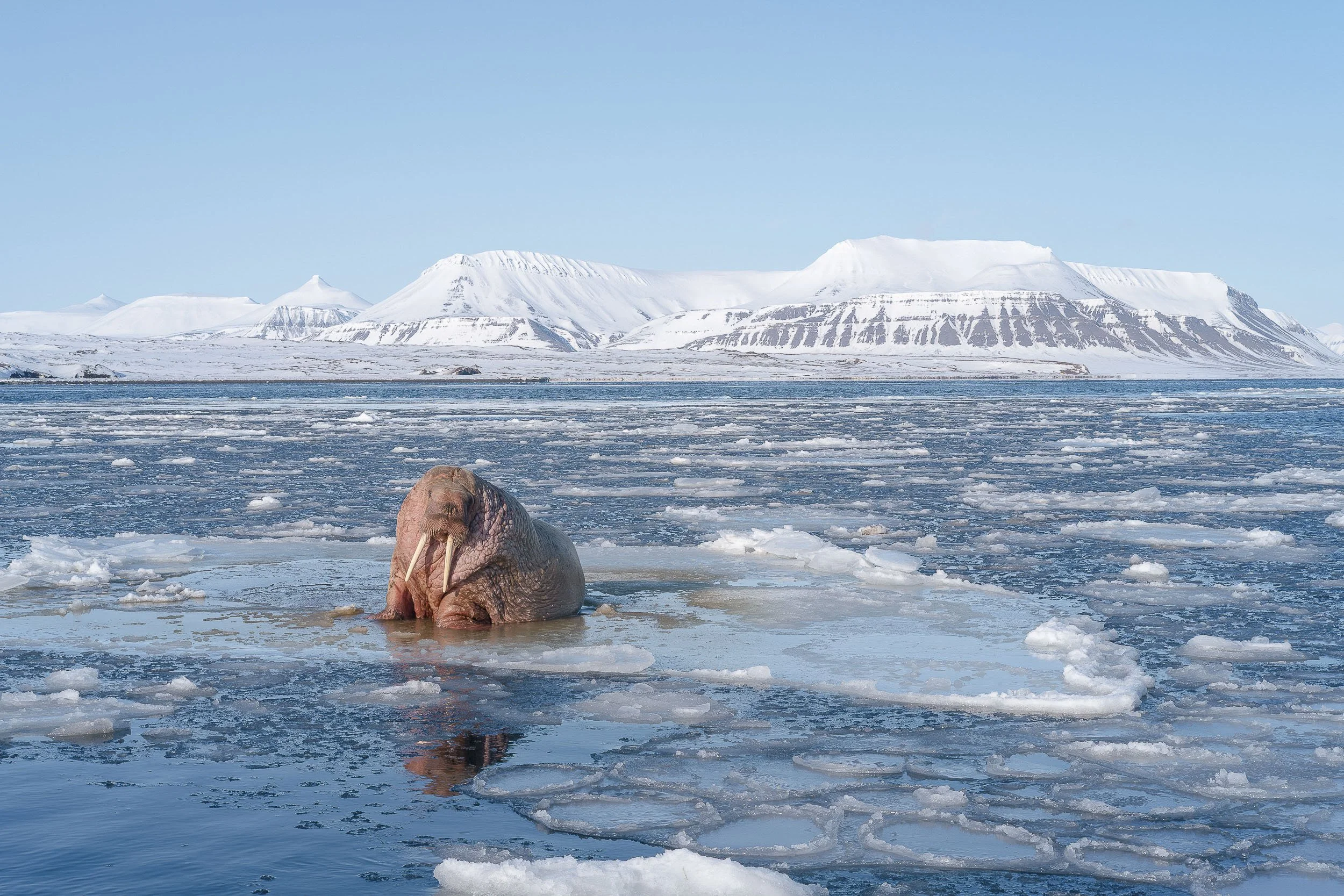 Svalbard-2017 ©Julie Carpentier-16.jpg