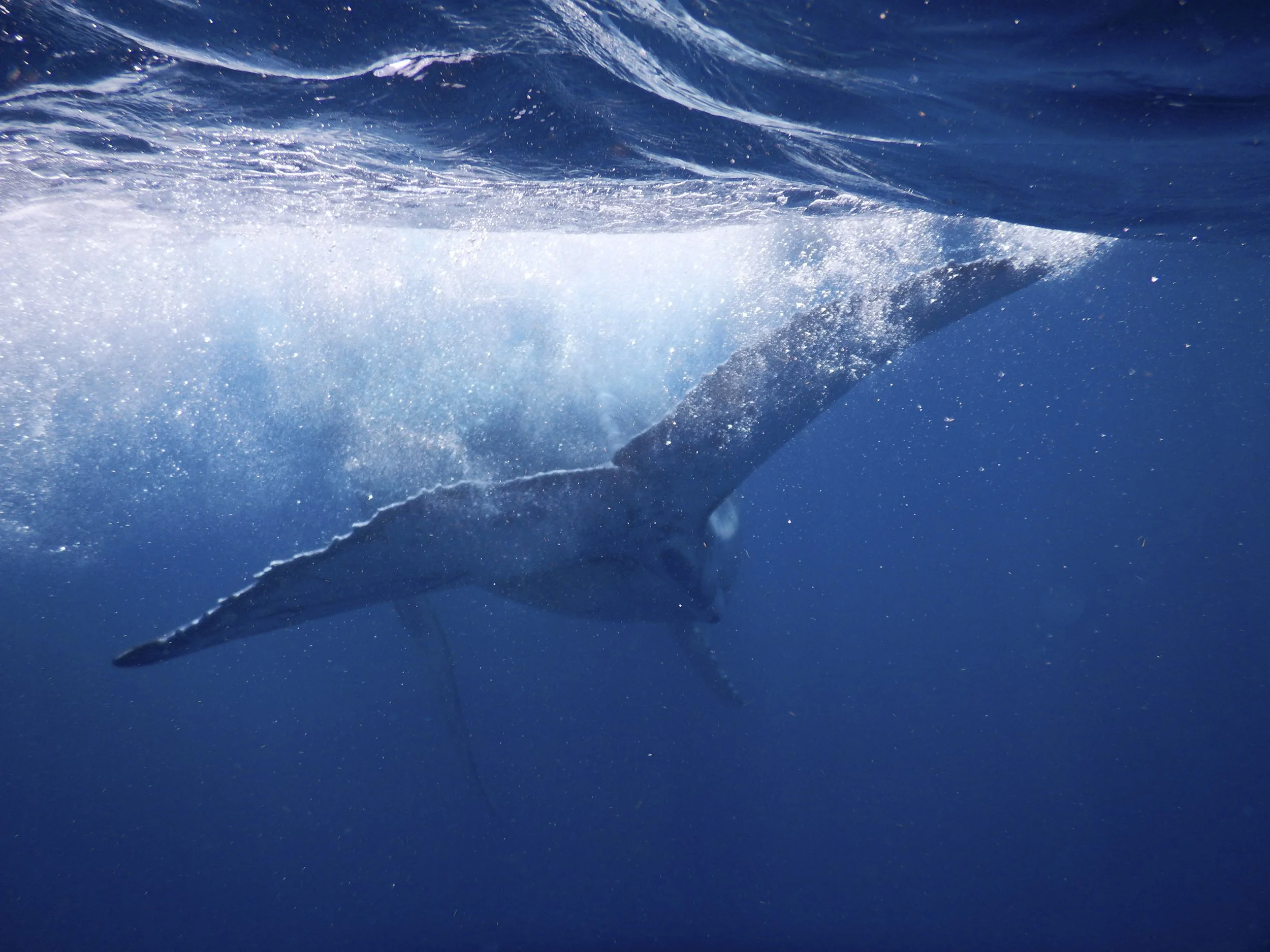 Julie Carpentier-2021-Tonga-0997.jpg