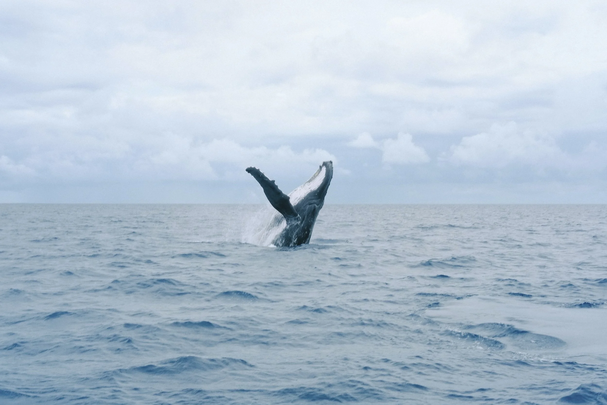 Julie Carpentier-2021-Tonga-6814-2.jpg